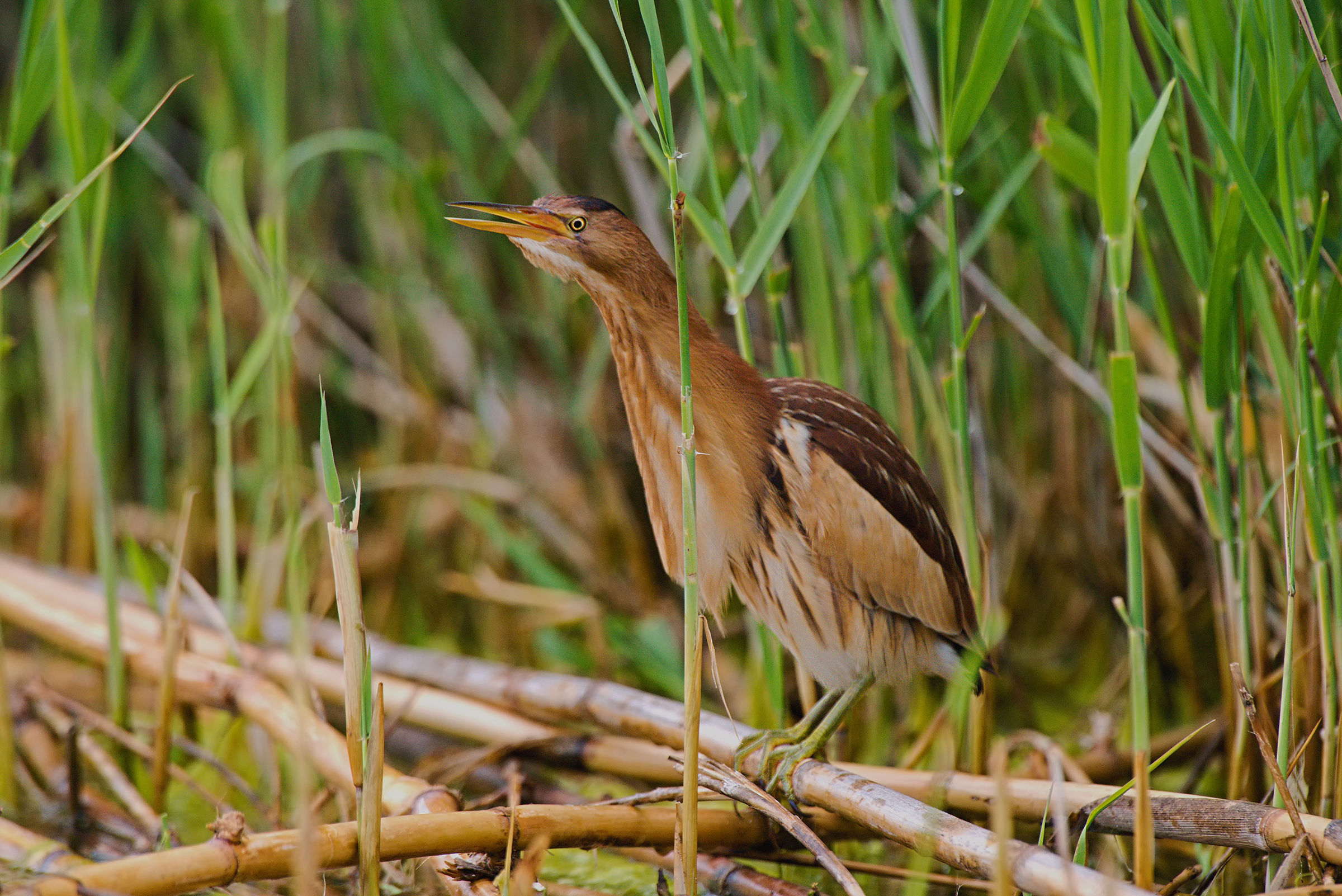 Bittern