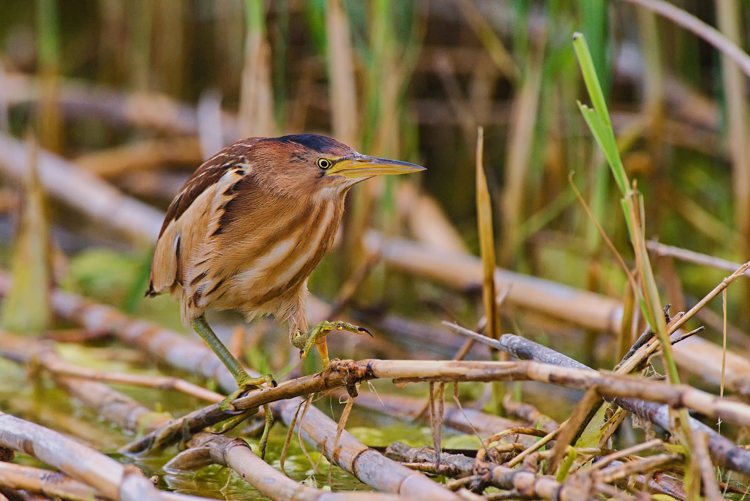 Bittern