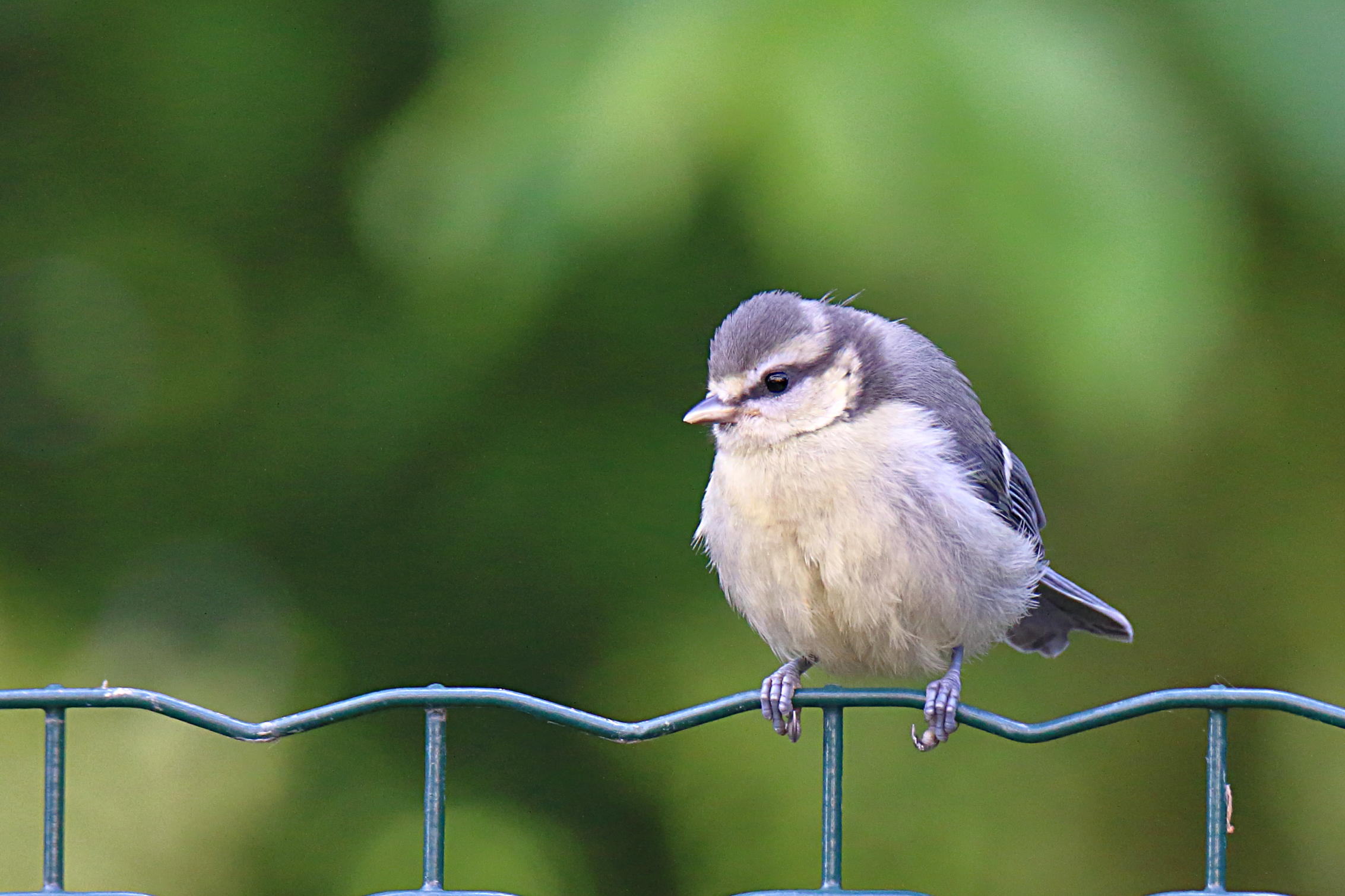 Very Juvenes Cinciarella