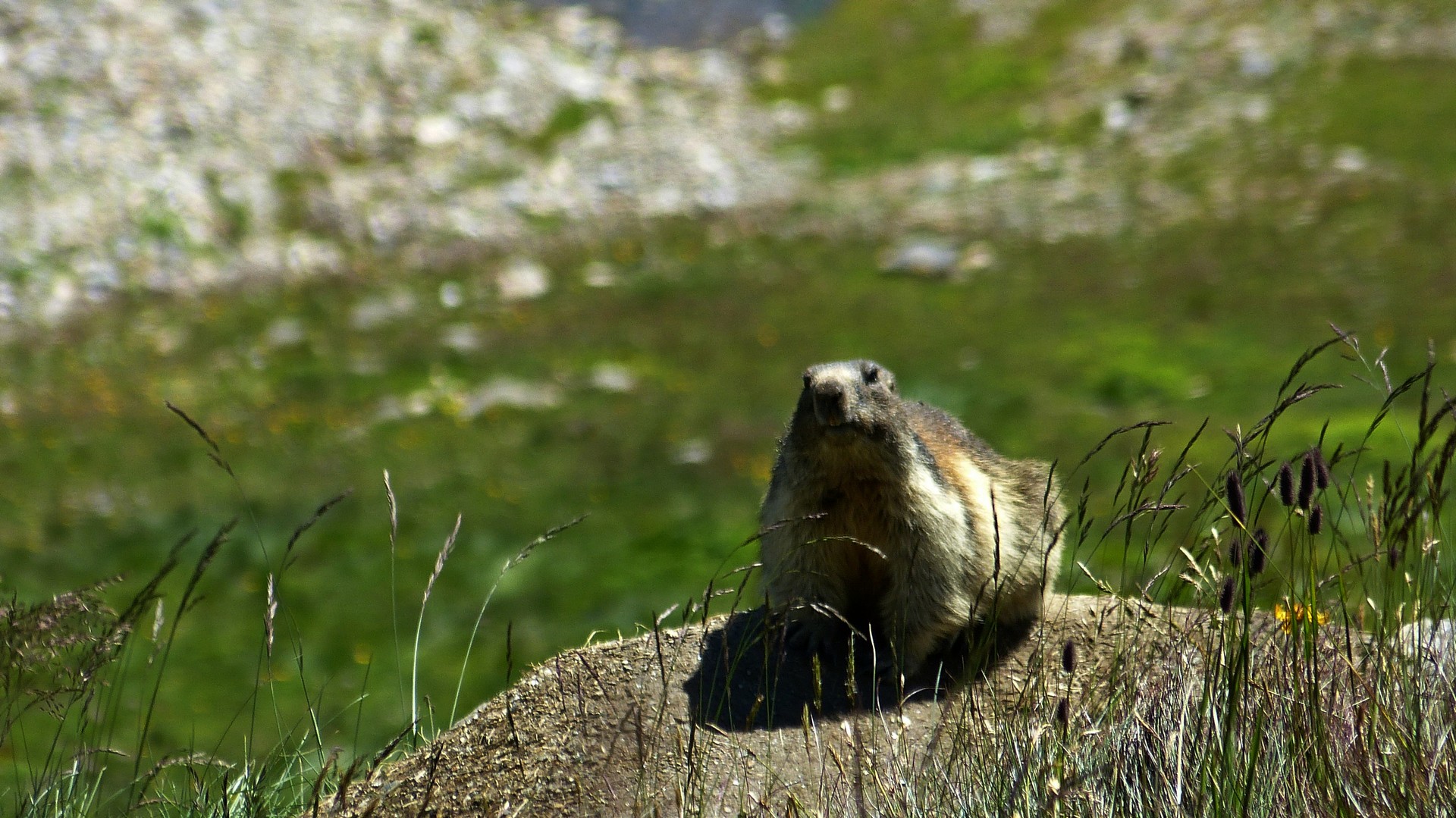 Marmot