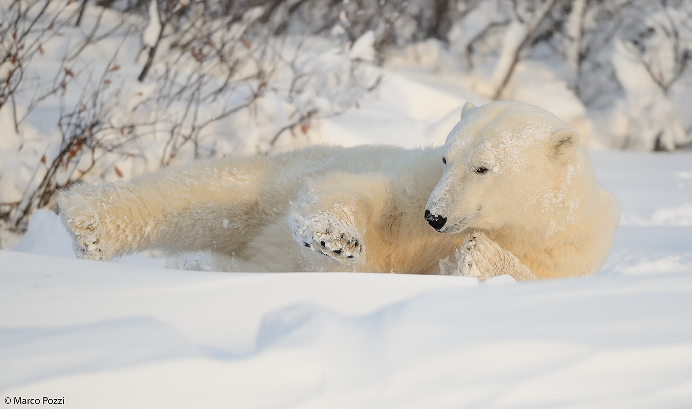 Un soffice letto di neve