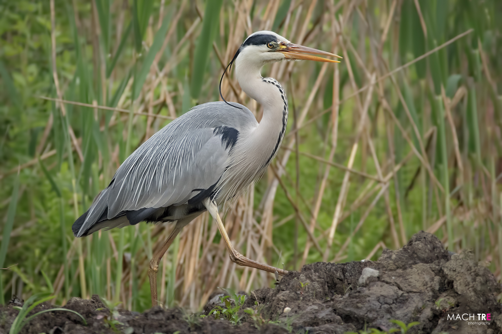 Airone cenerino (Ardea cinerea)