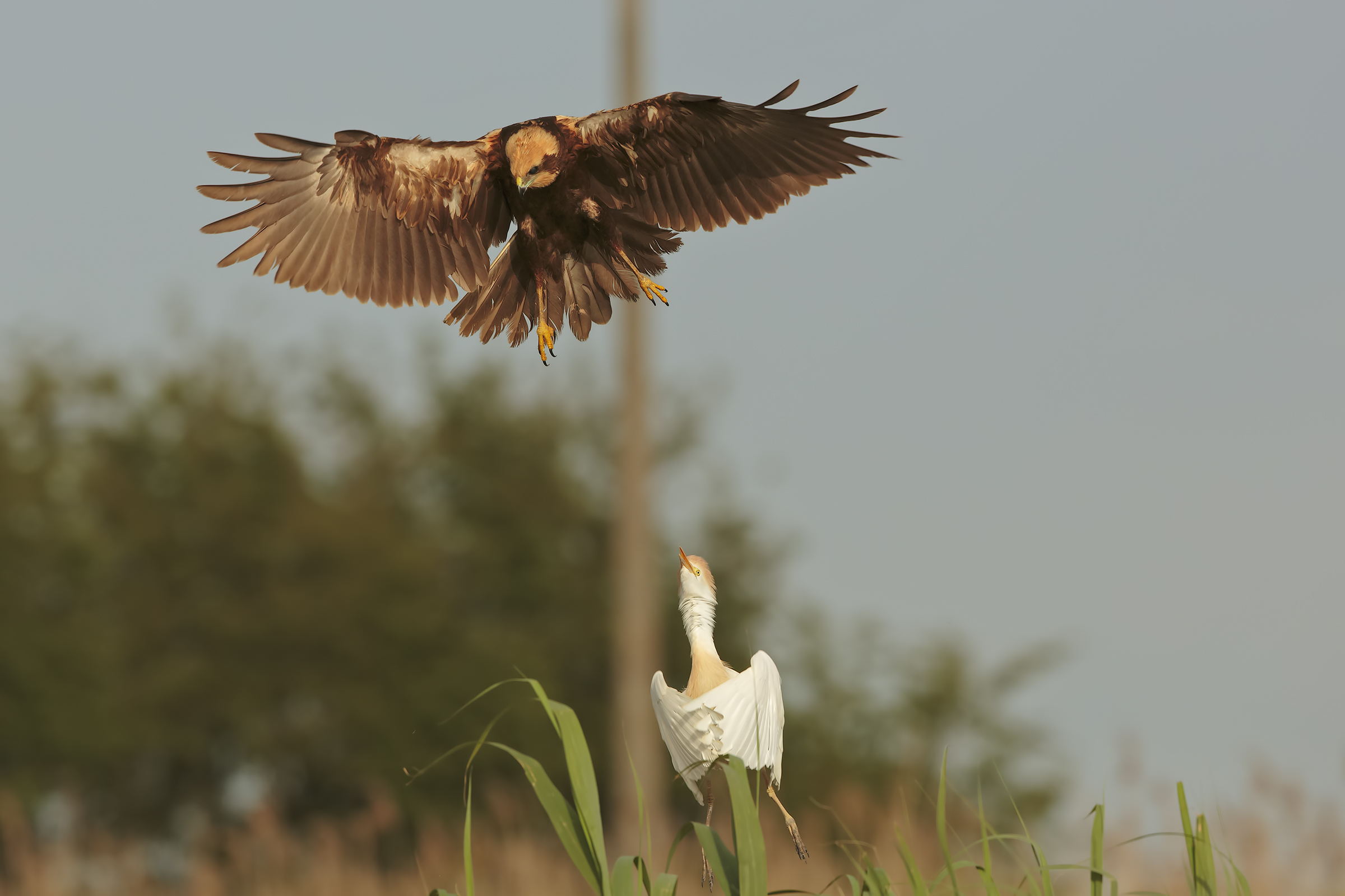 Marsh Hawk attack and defense