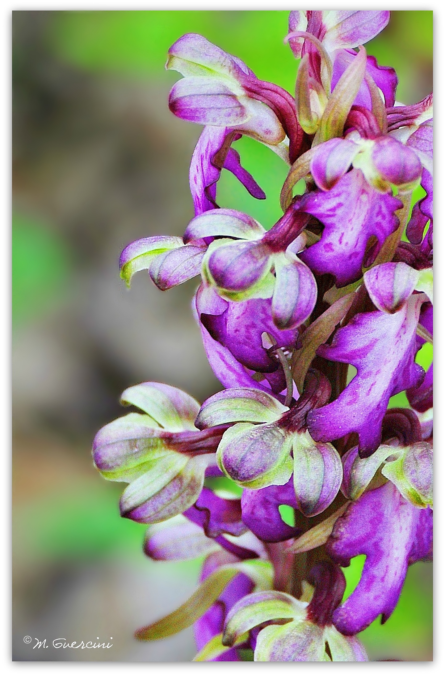 Himantoglossum robertianum - Barlia robertiana