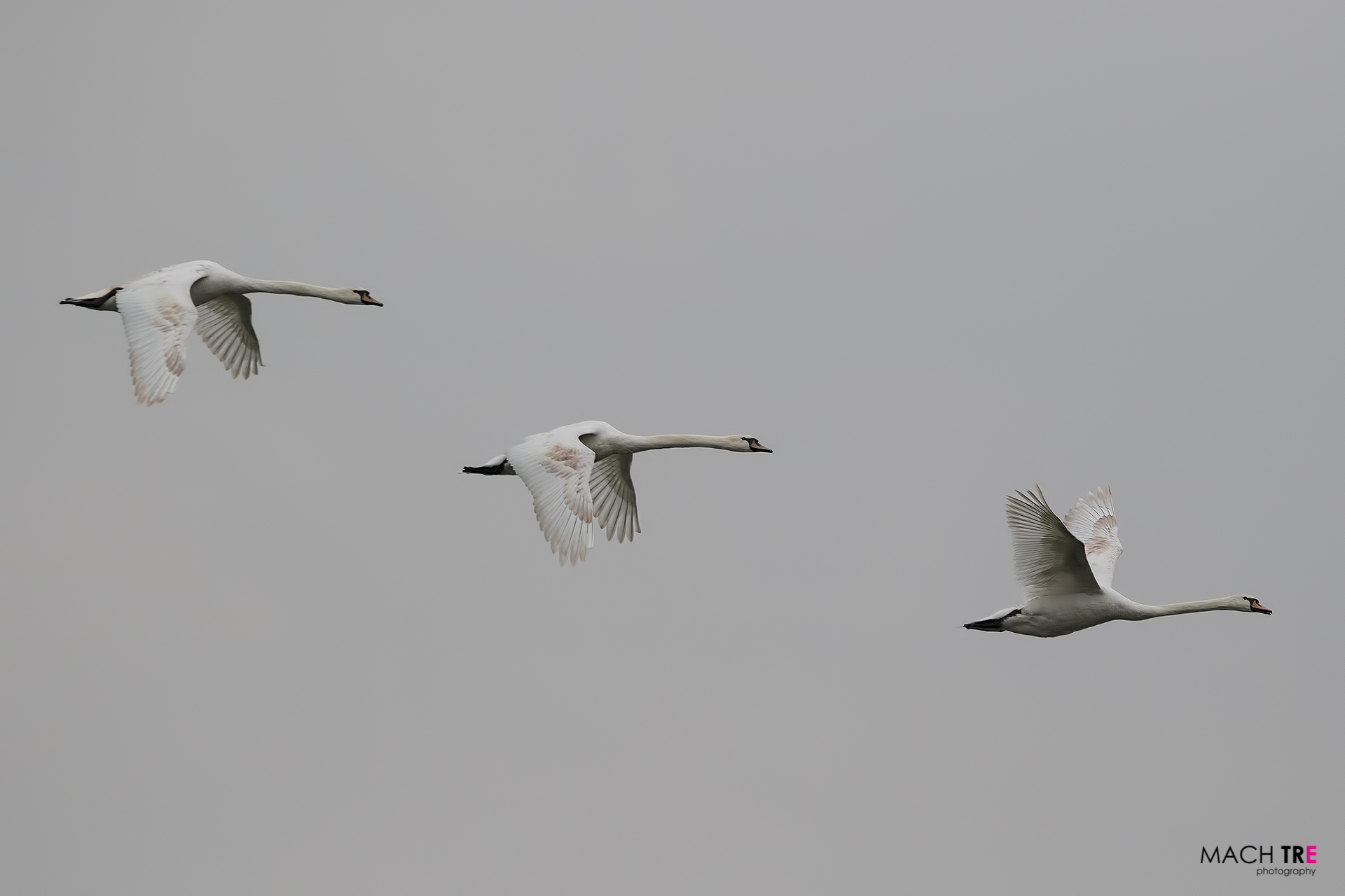 Cigno reale (Cygnus olor)