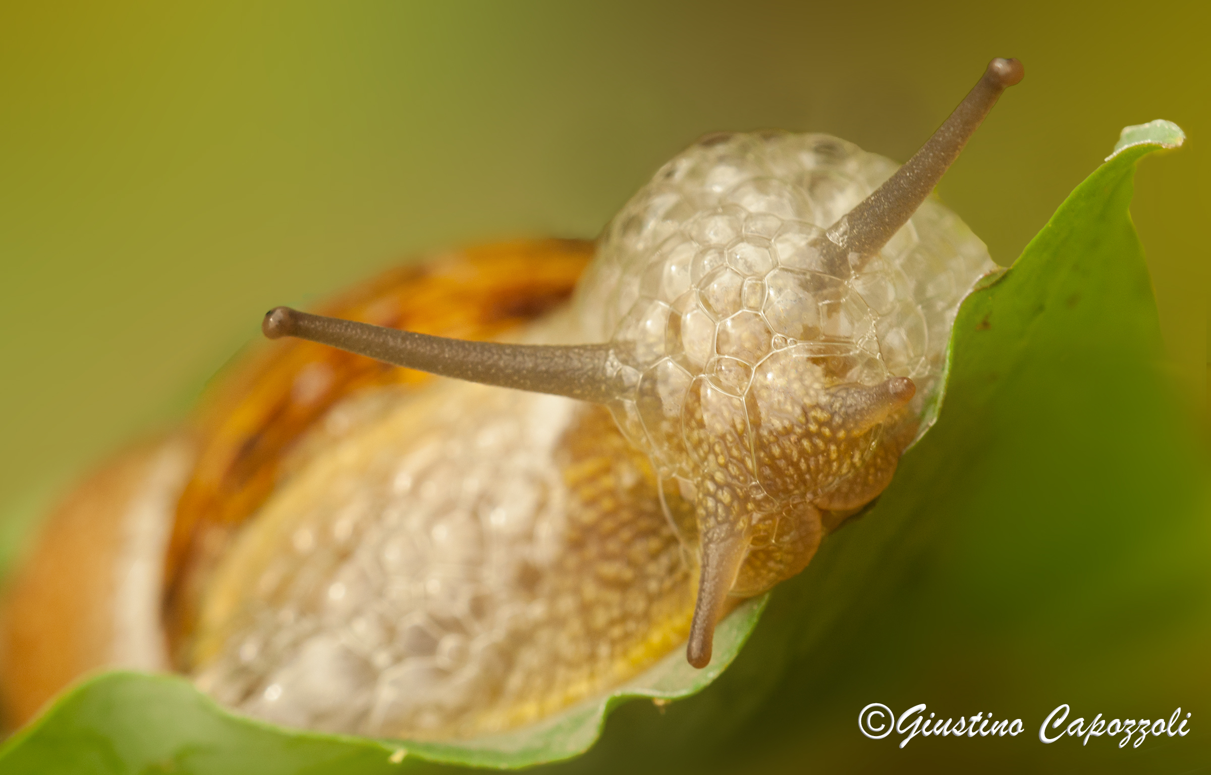 snail