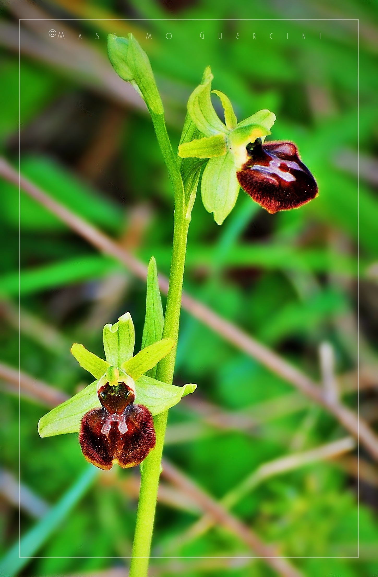 Ophrys sphegodes - Fior Ragno