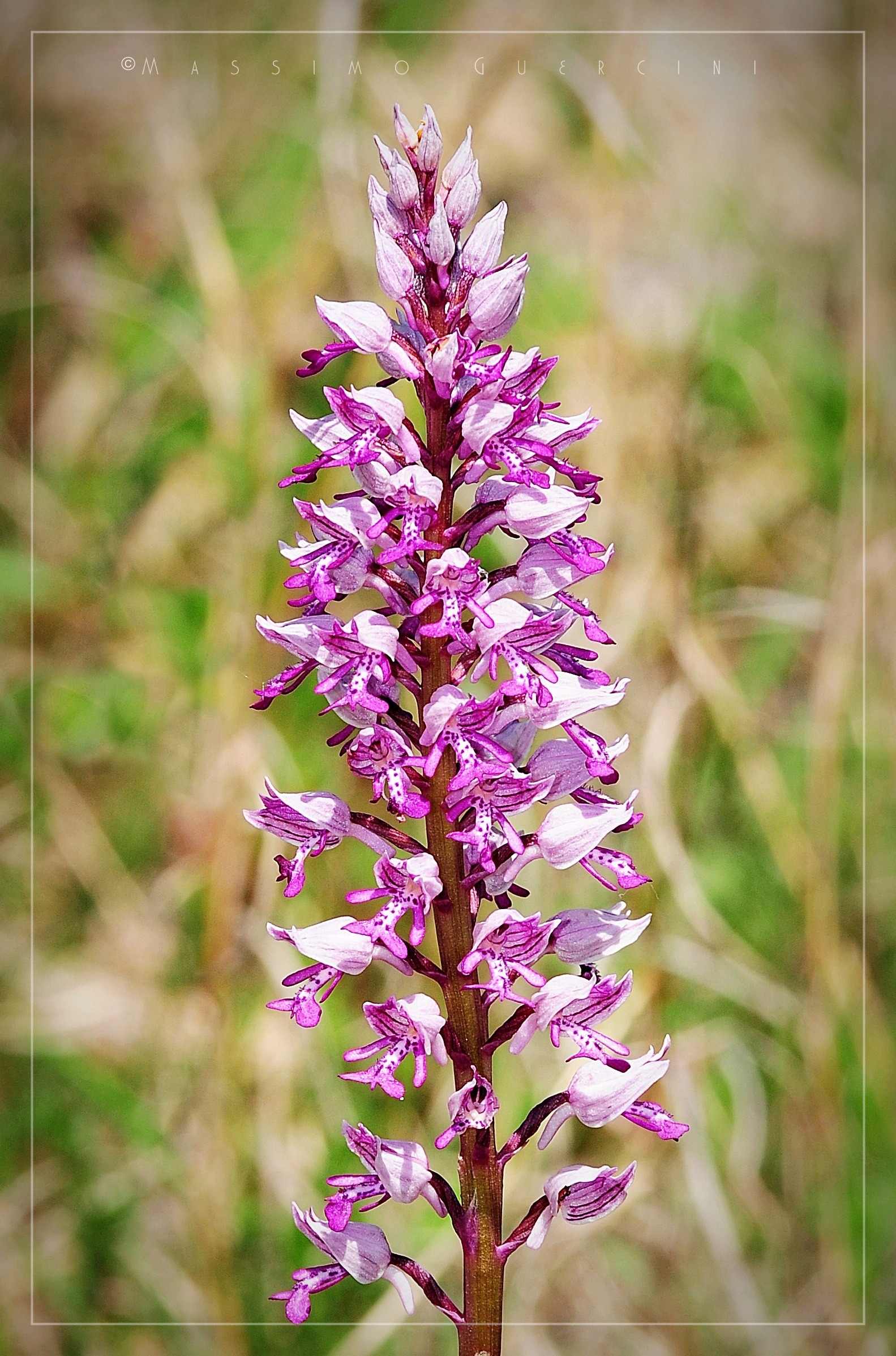 Orchis militaris - Orchidea militare