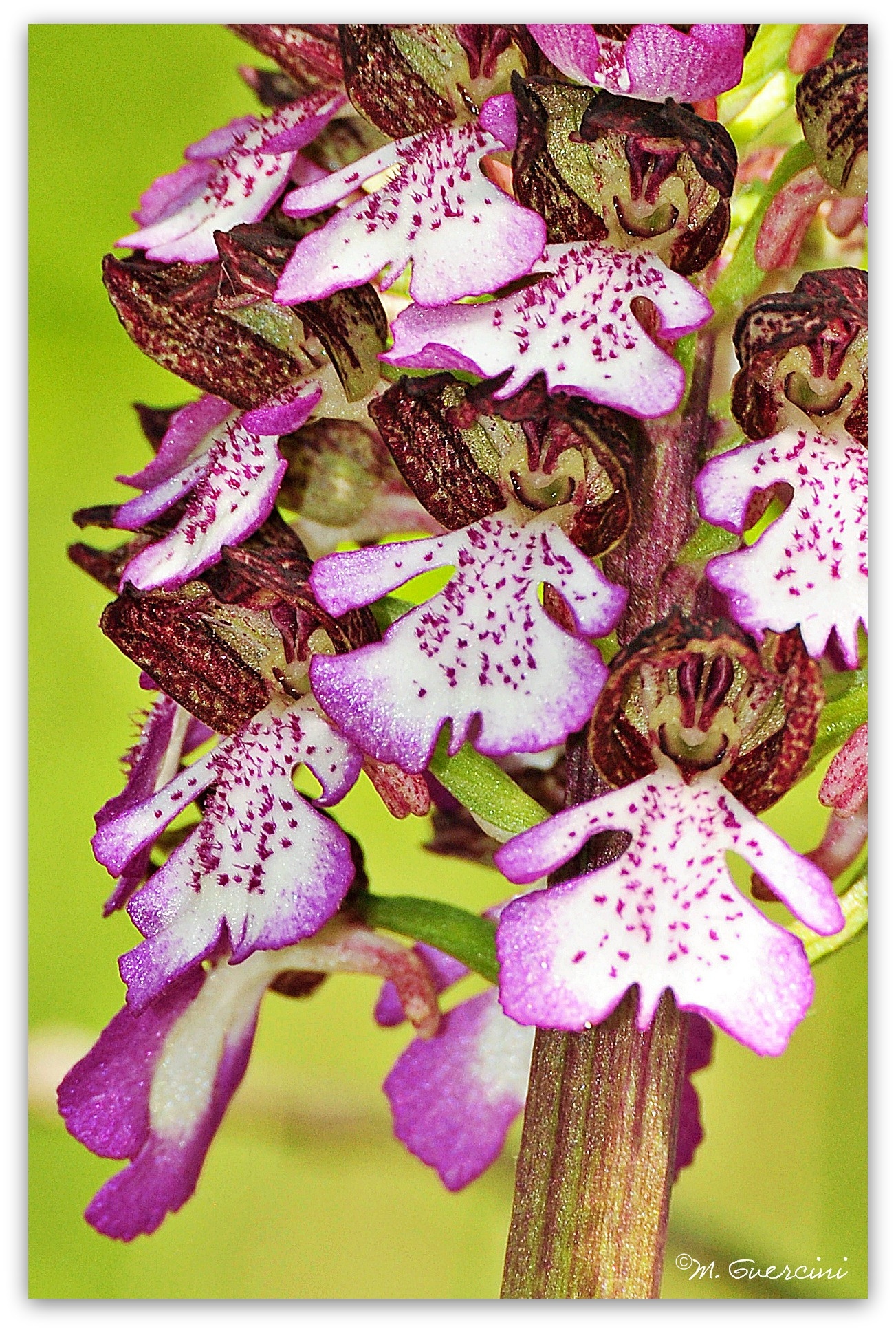 "Sorrisi" - Orchis purpurea