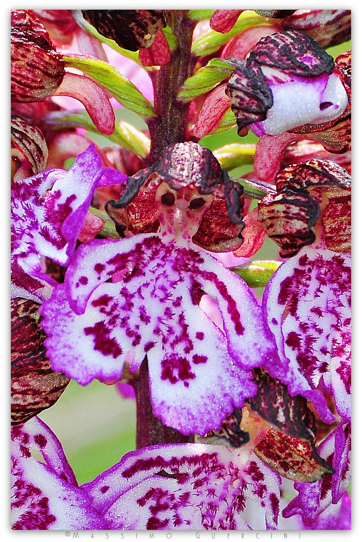 "Vestite a festa" - Orchis purpurea