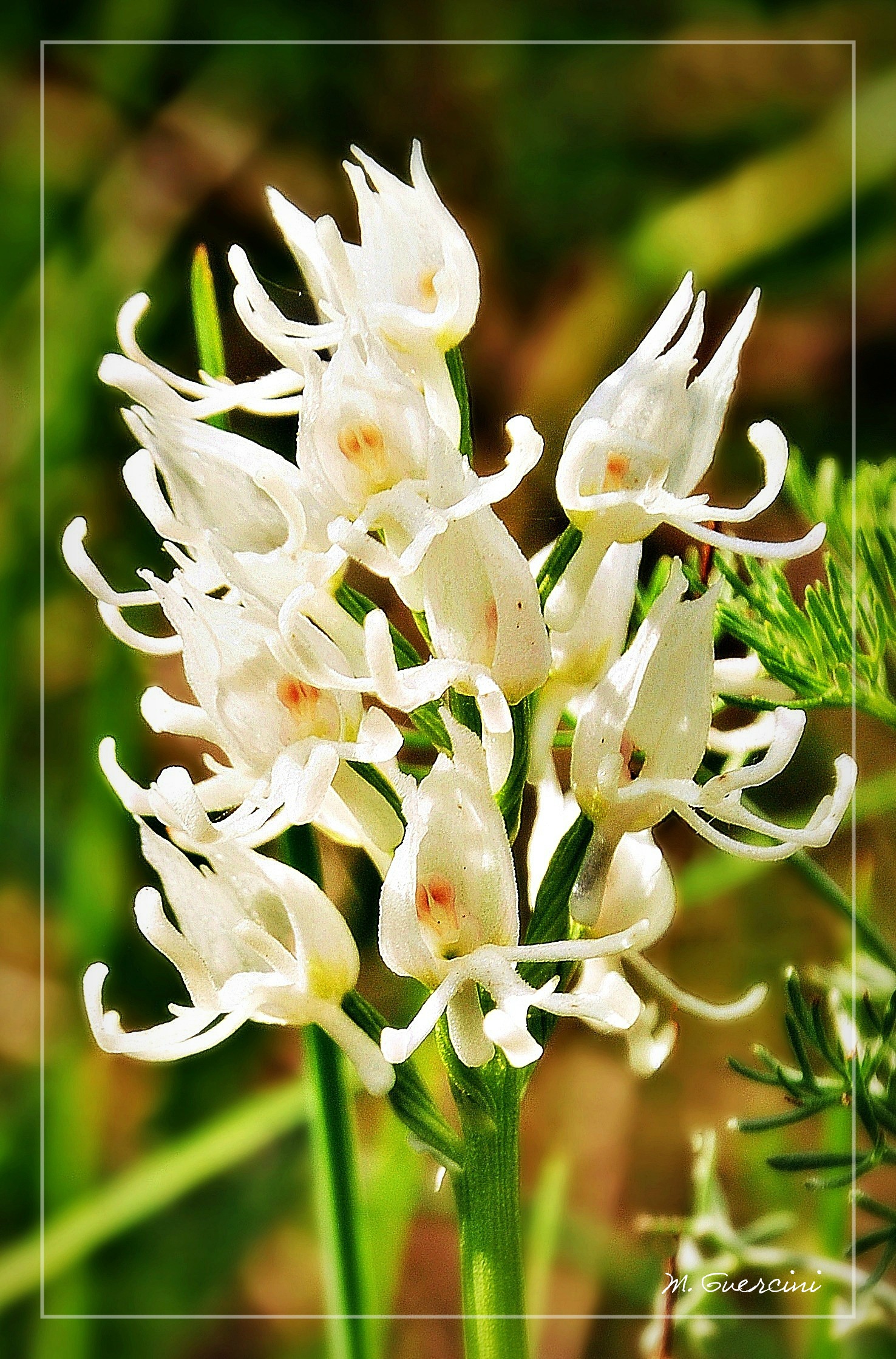 Orchis simia var. alba