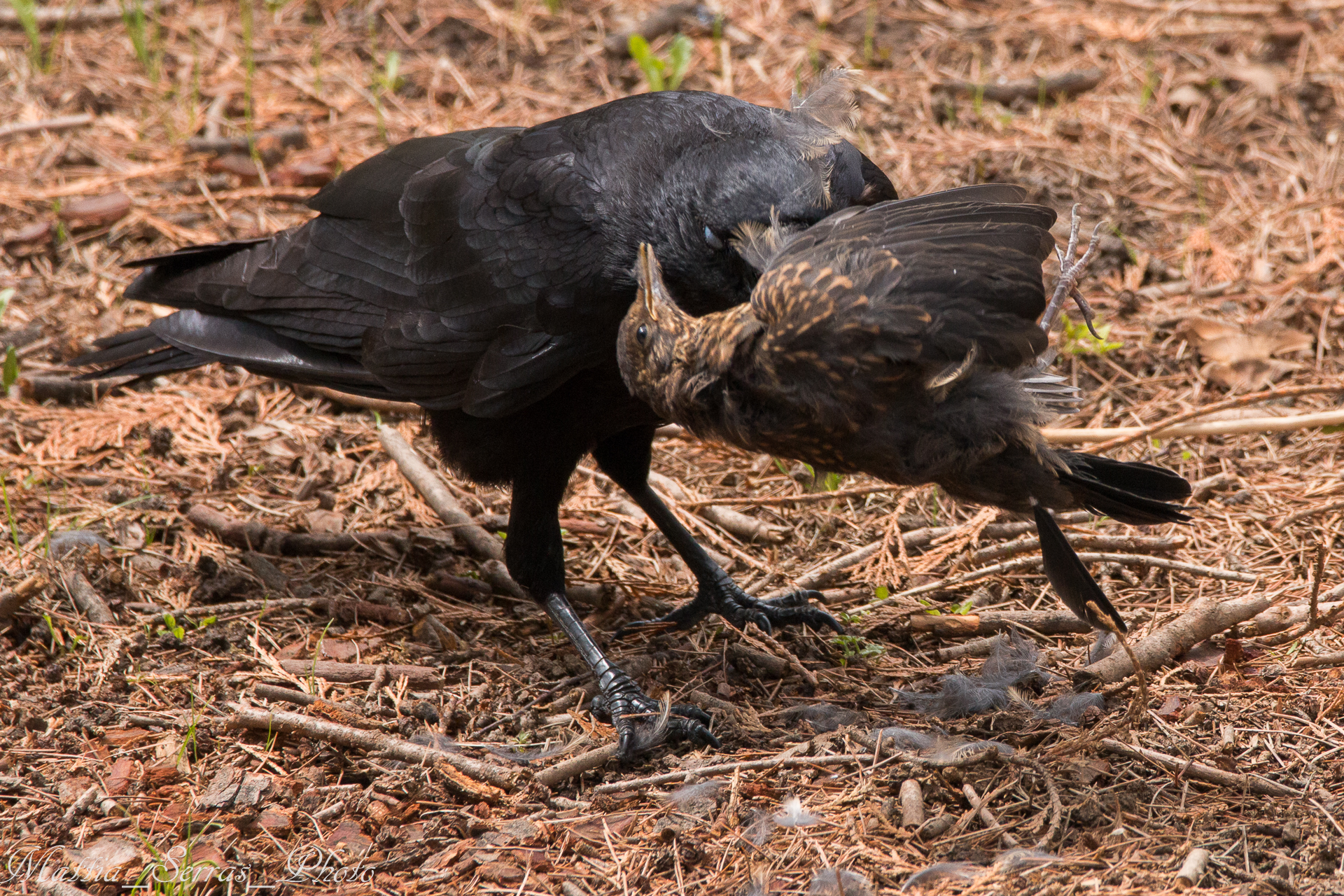 Crow with prey