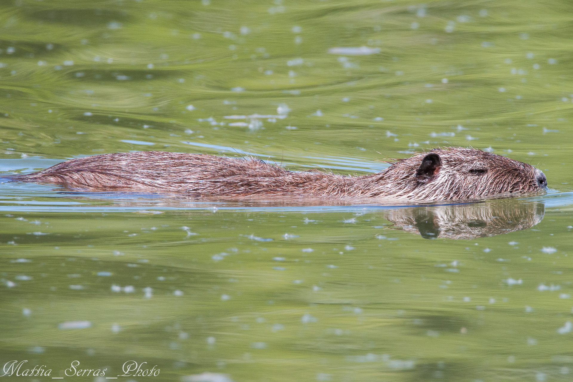 Otter
