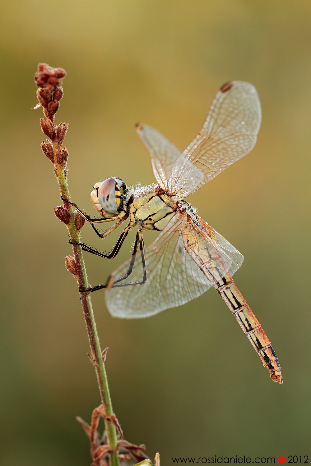 Miss Sympetrum