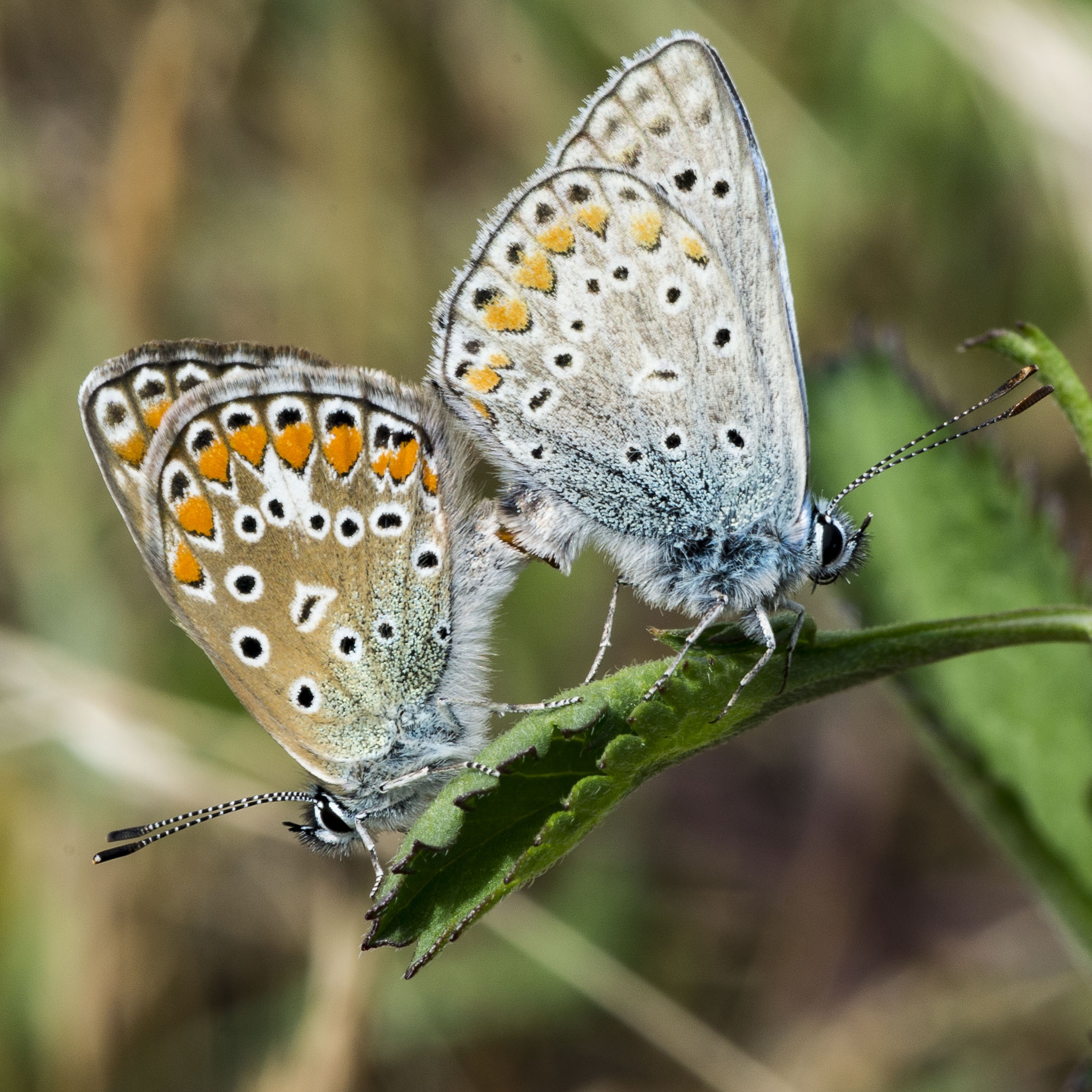 Polyommatus icarus (argo azzurro)