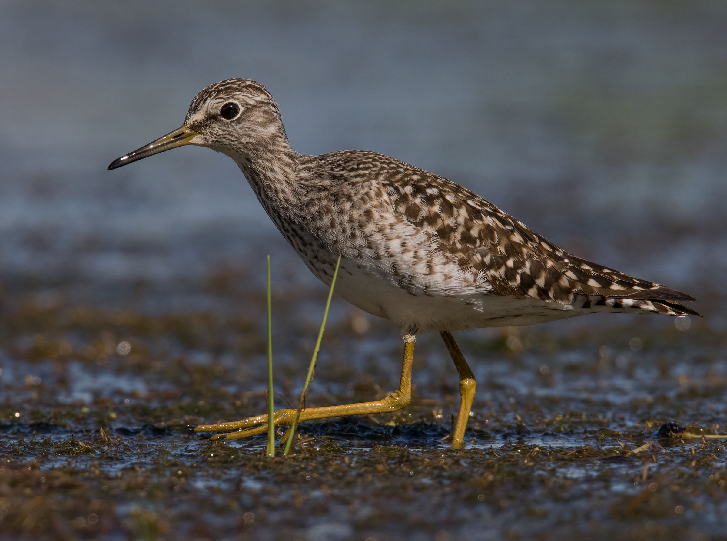 Pyro piro boschereccio