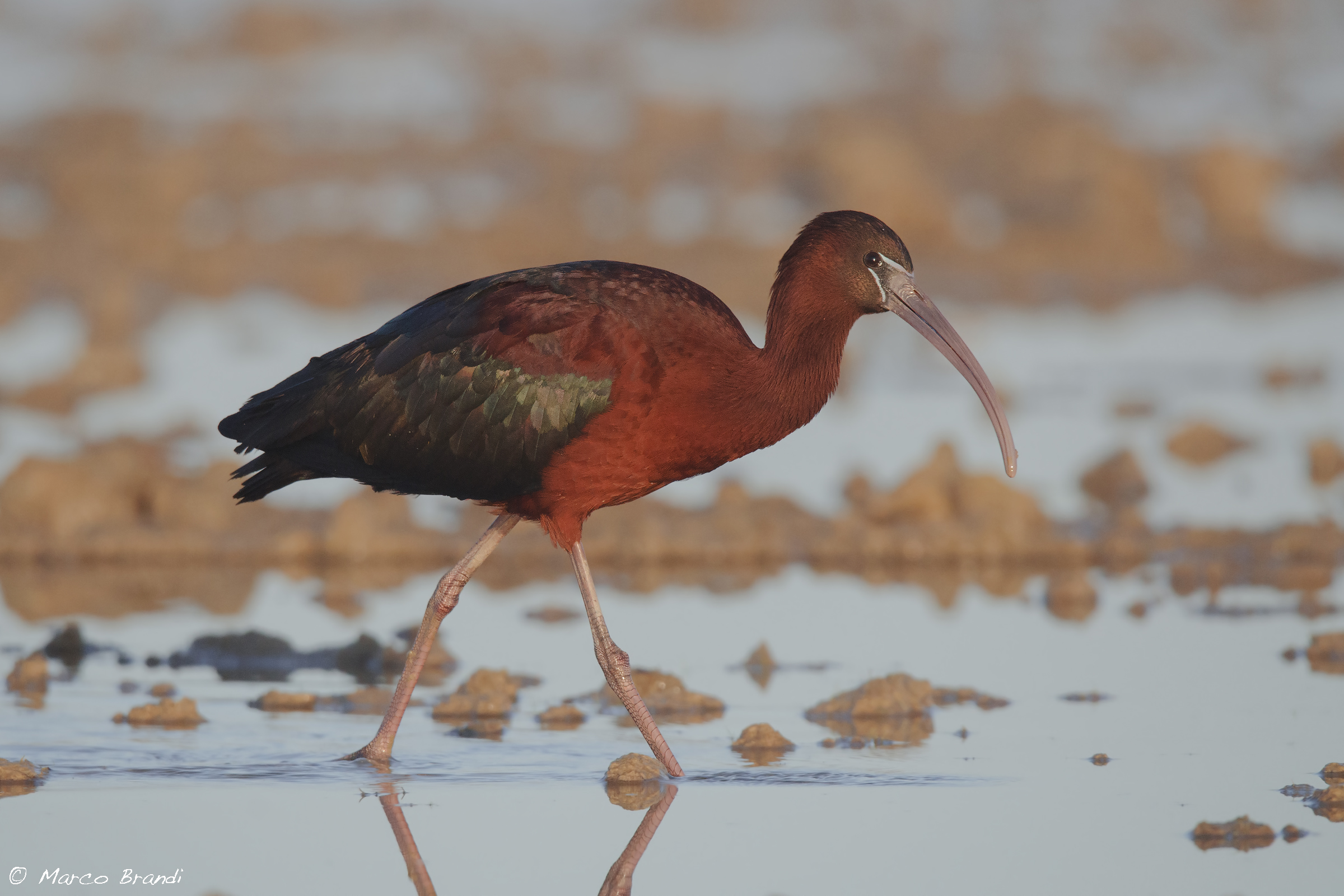 Glossy Ibis