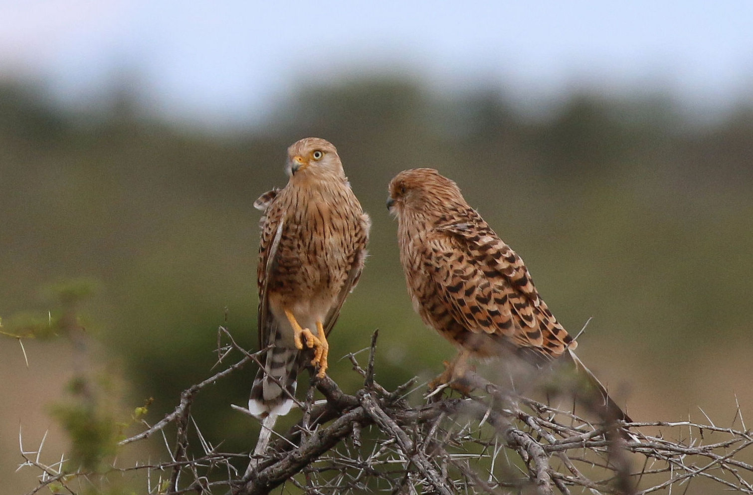 rupicoloides pair of hawks