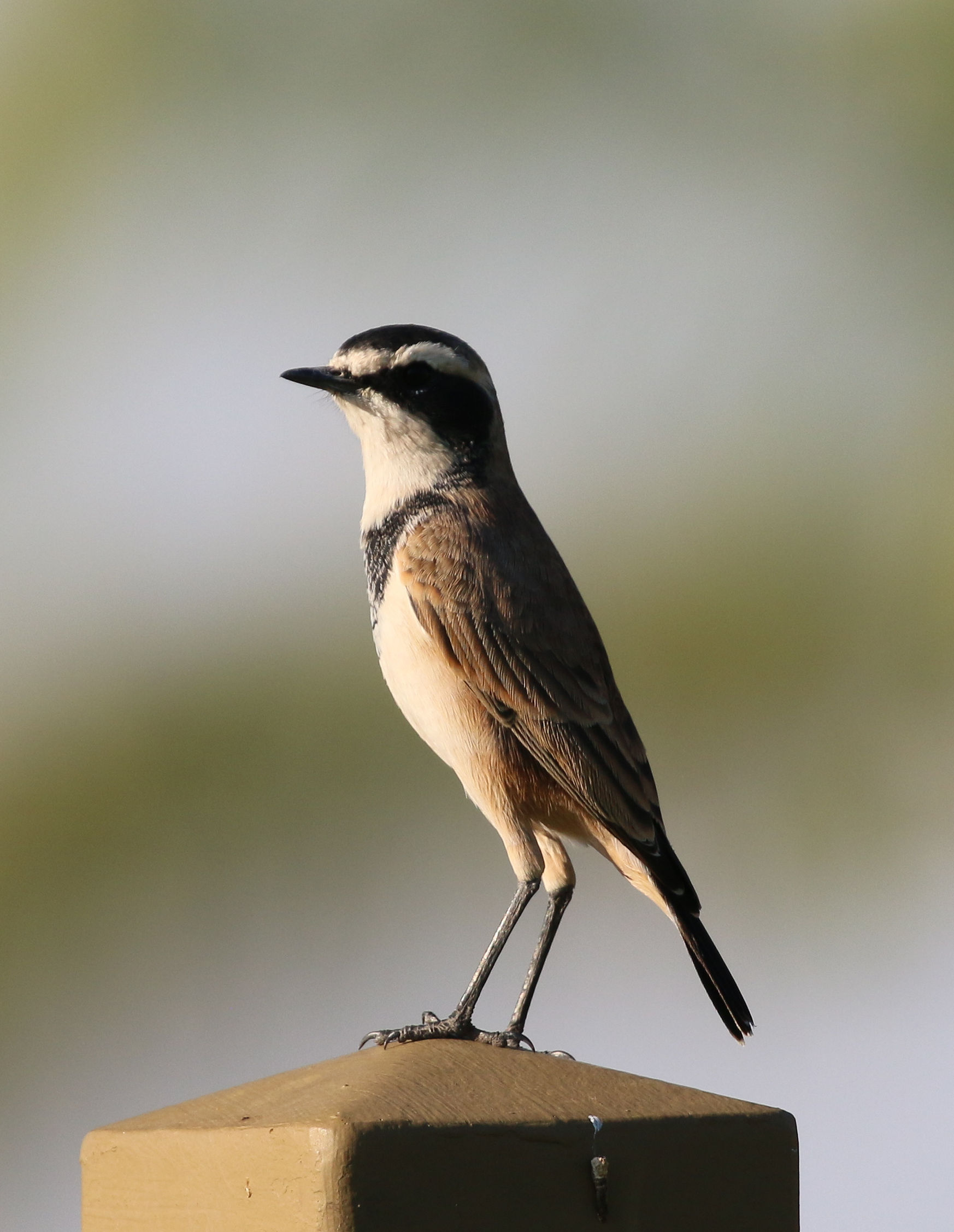 Weaver male from white eyebrow