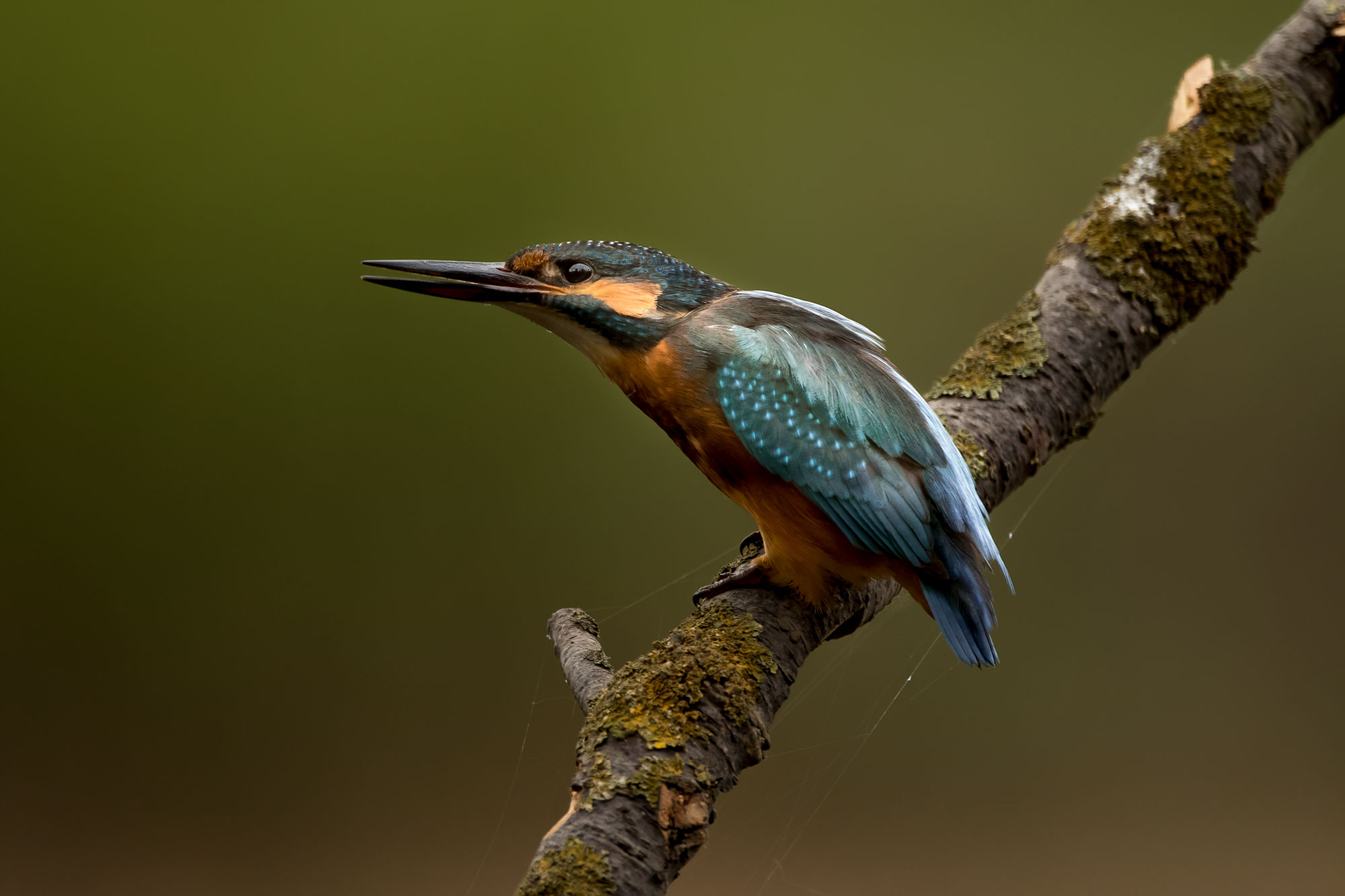 Martin fisherman in the rain