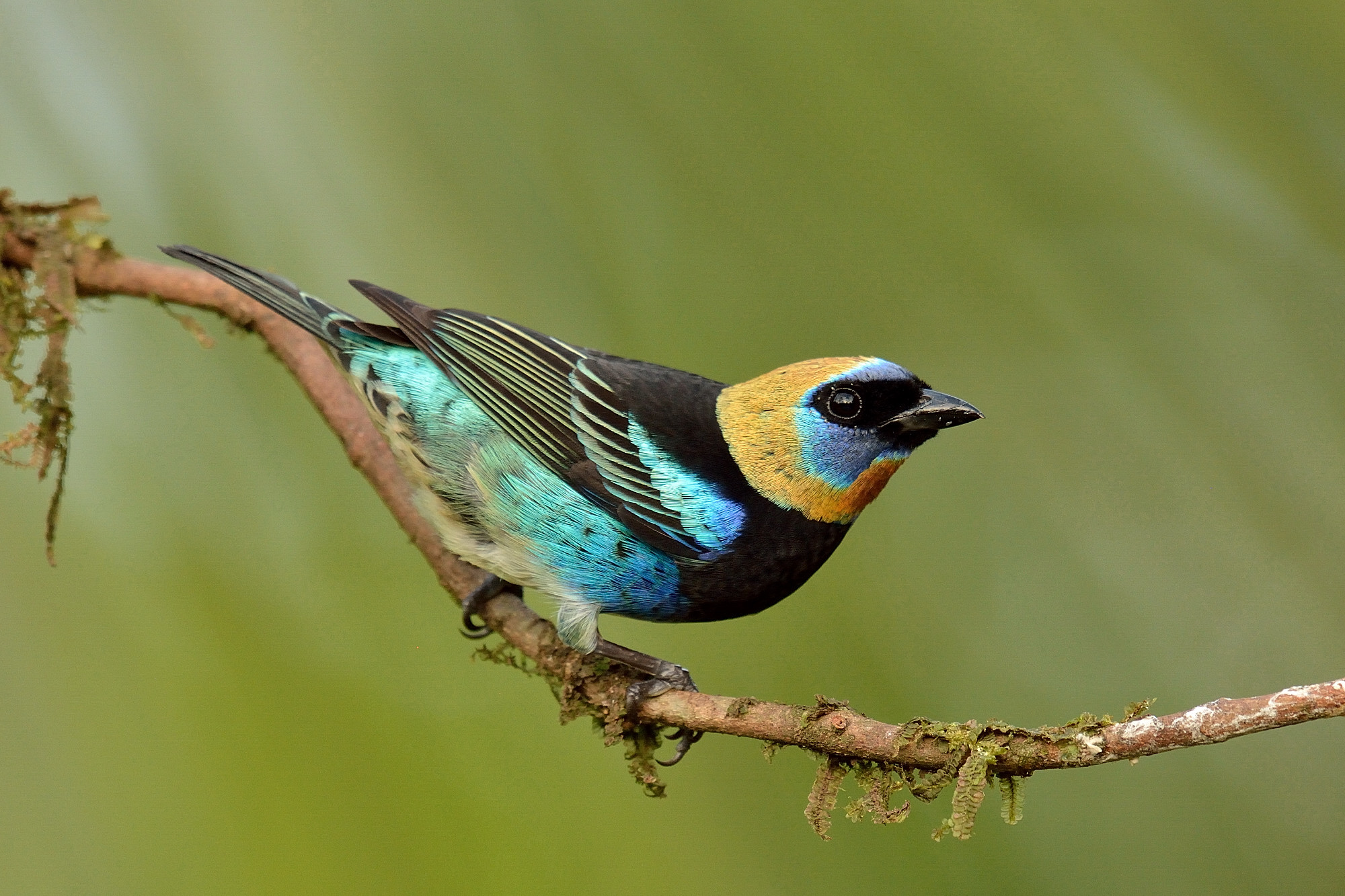 Tanagra golden cap (Tangara larvata)