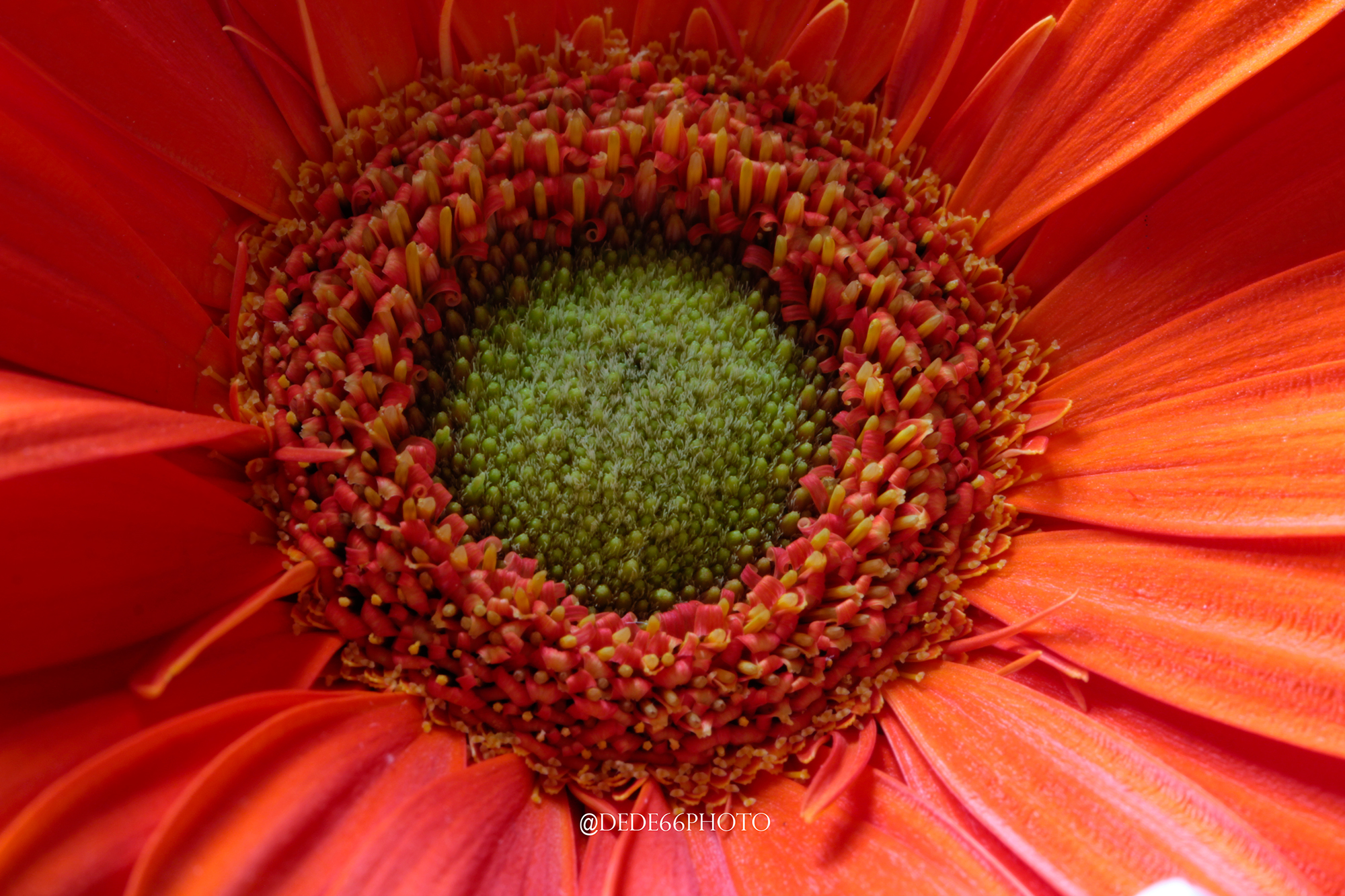 Gerbera Eye