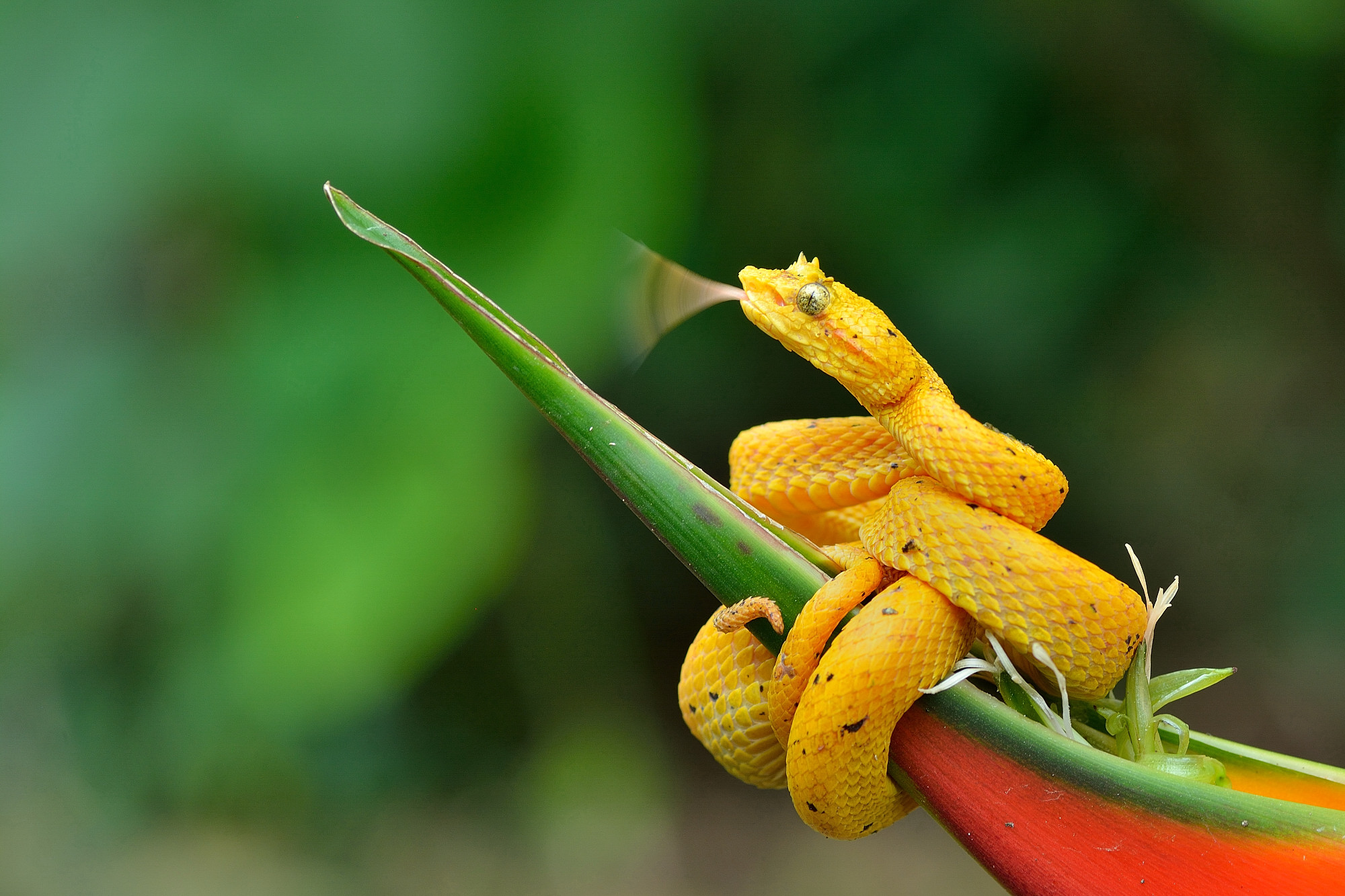 Viper of ciliated palms (Bothriechis schlegelii)