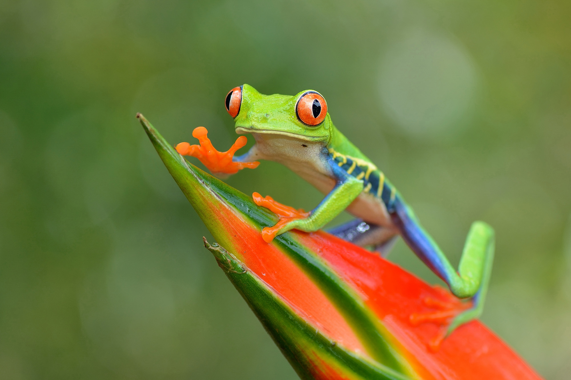 Red-Eyed Tree Frog (Agalychnis callidryas)