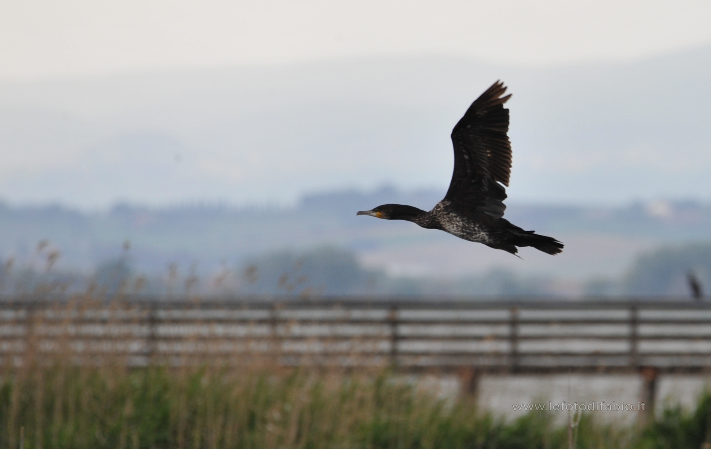 Cormorant in flight