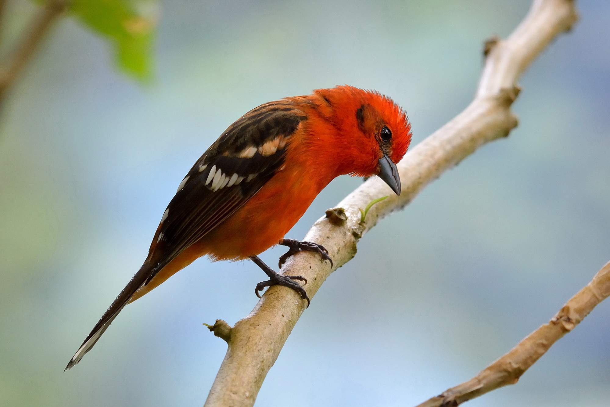 Tanagra formasiera flammea (Piranga bidentata)