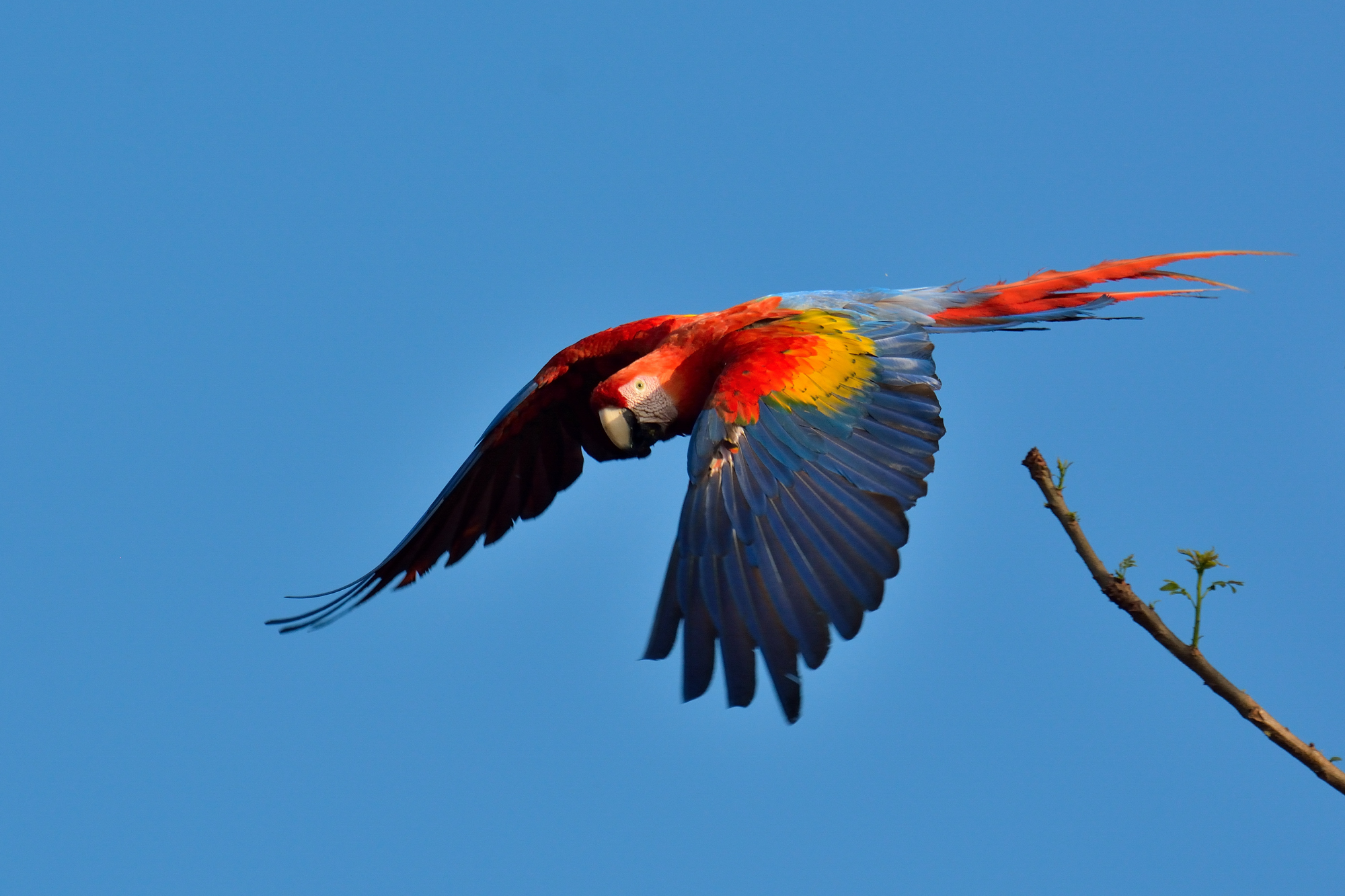 Scarlet Macaw (Ara macao)