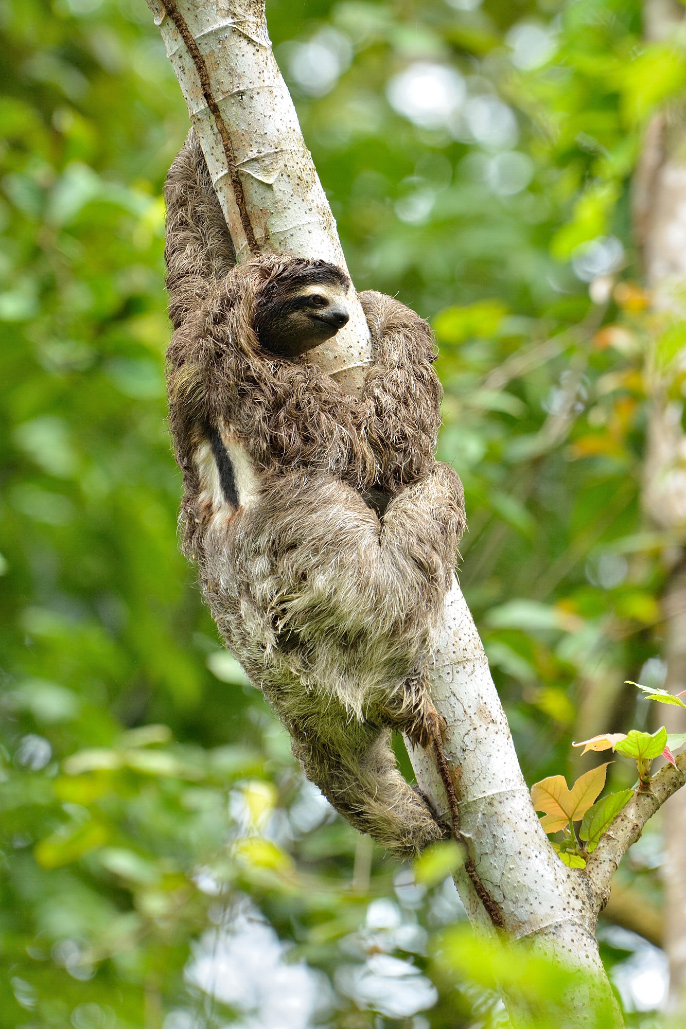 Three-toed Sloth (Bradyus variegatus)