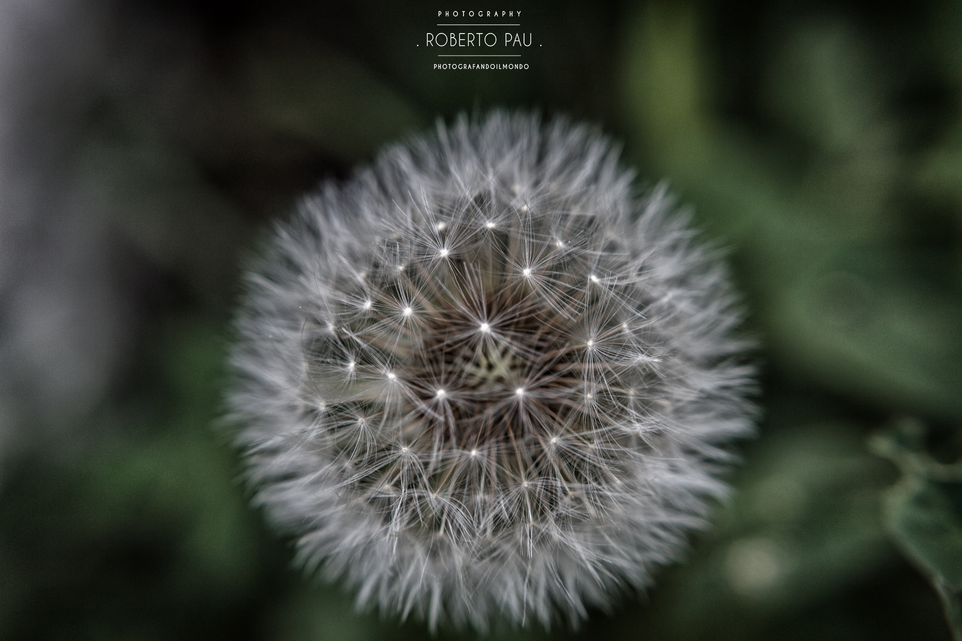 shower head in macro