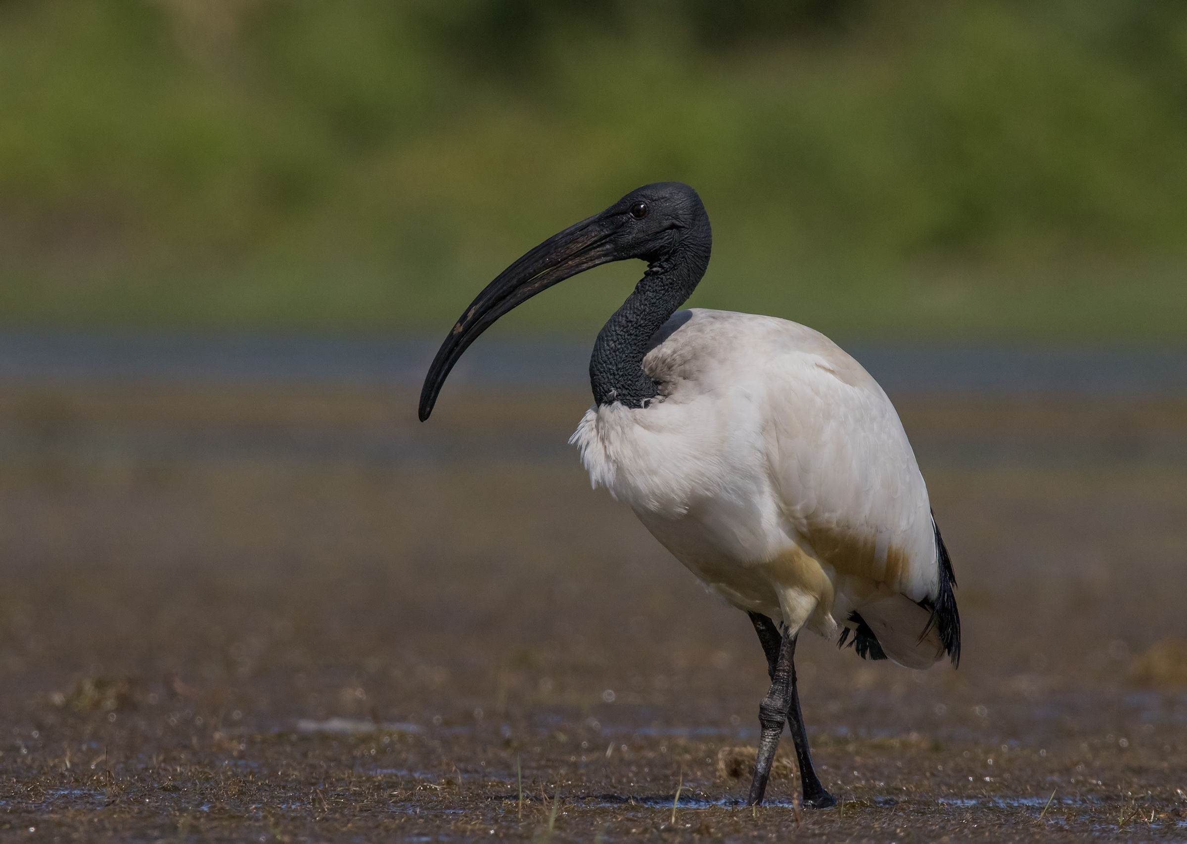 Sacred Ibis