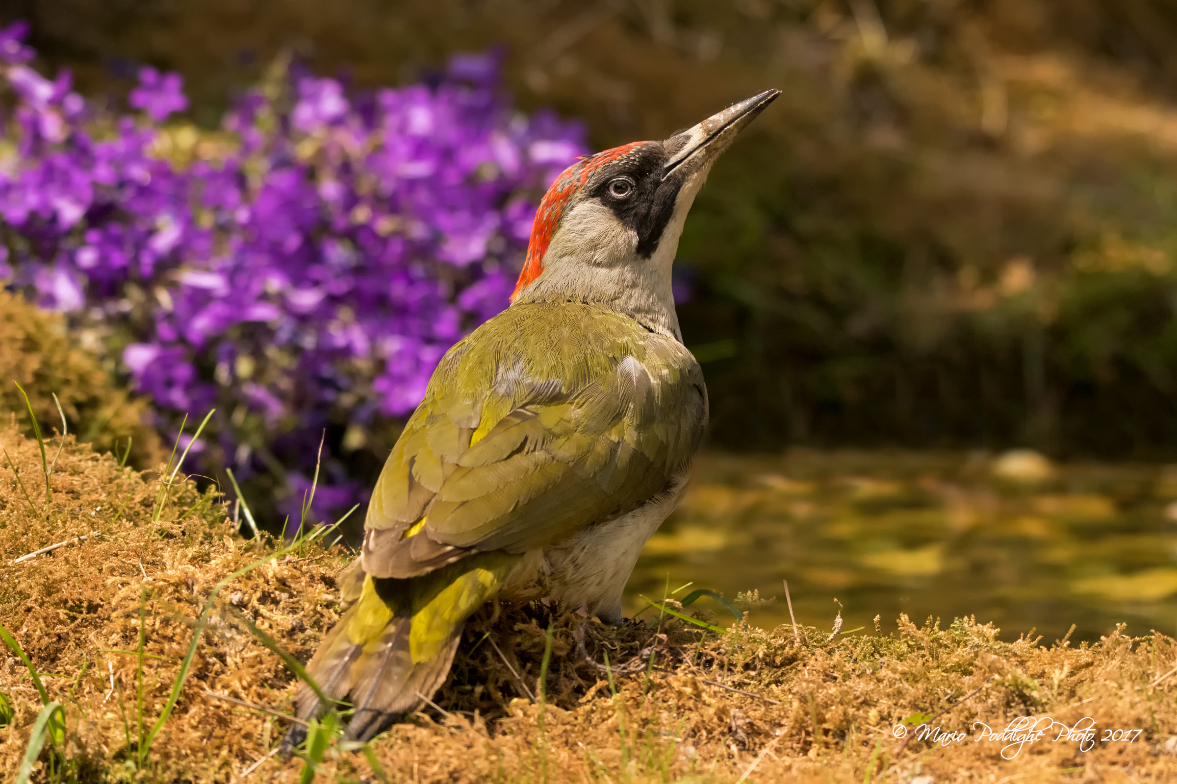 A drink for the lady