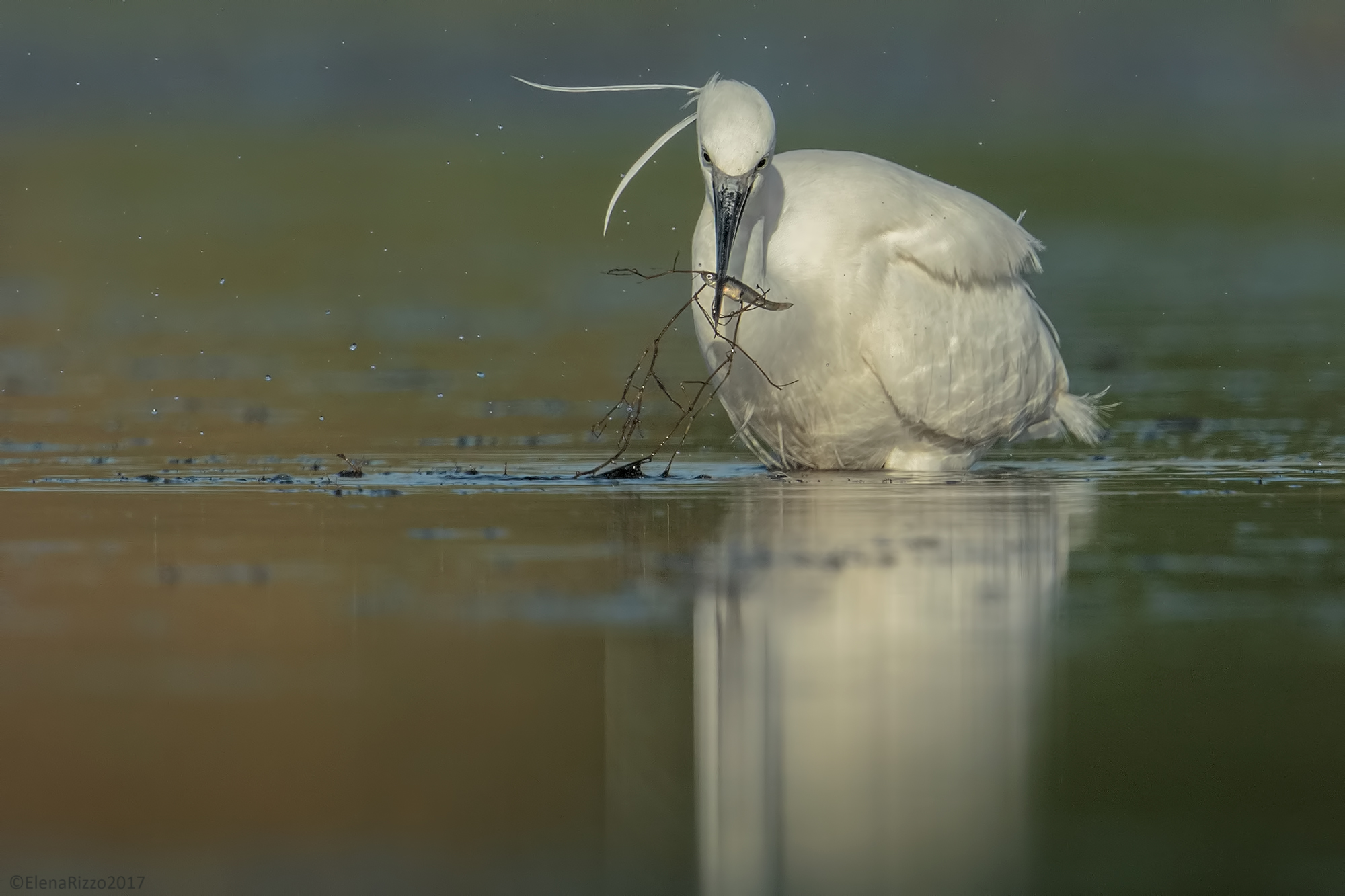 Egret