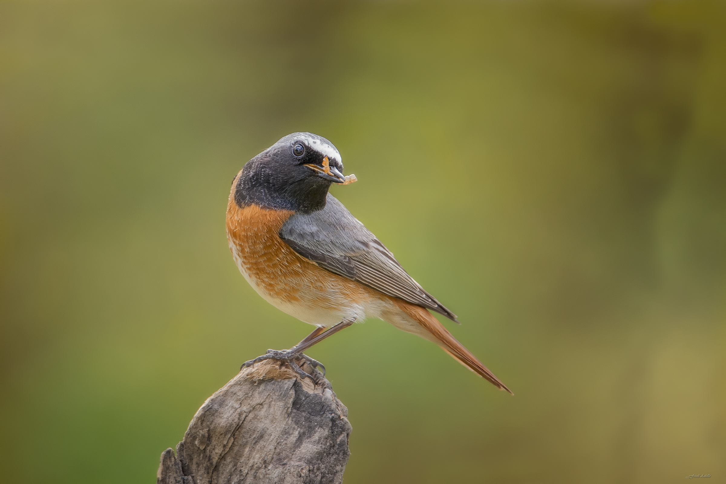 Mr. Redstart