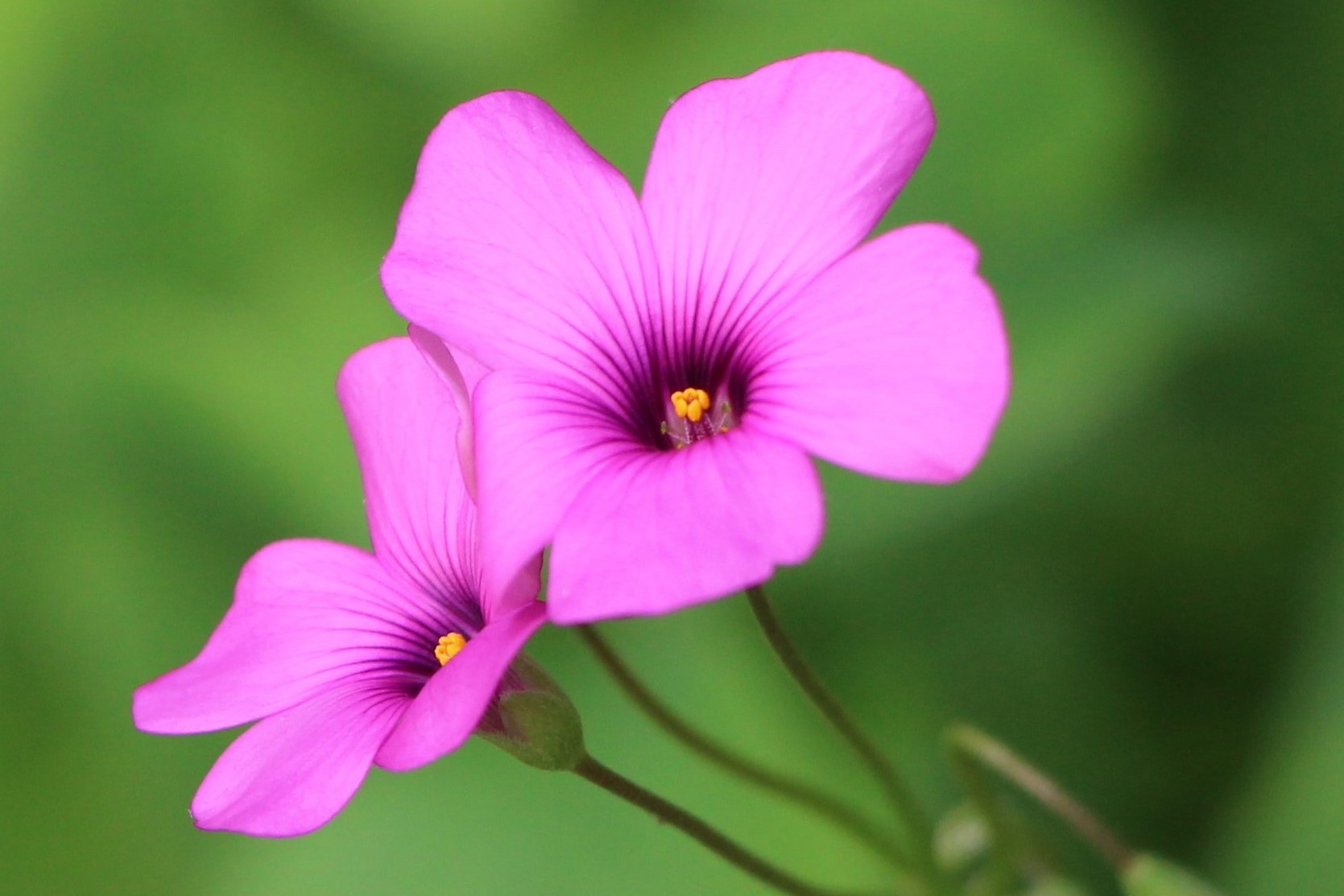 piccoli fiori di acetosella