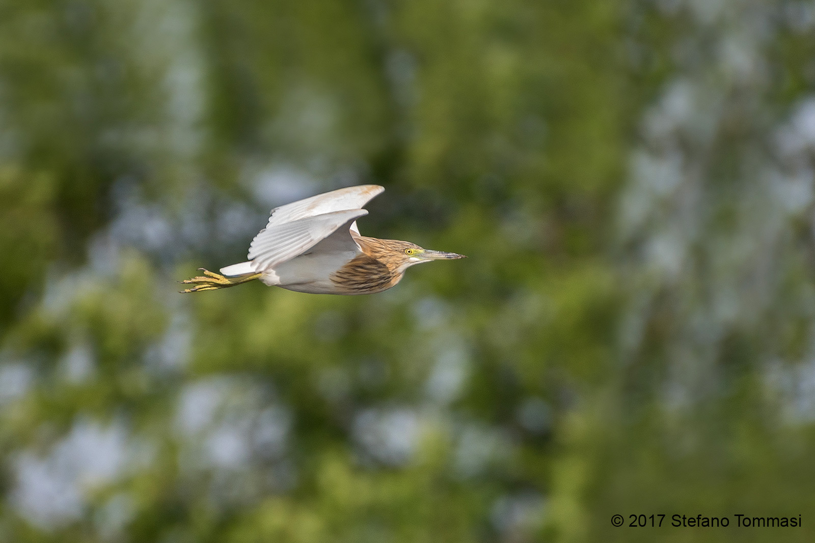 Sgarza ciuffetto in volo
