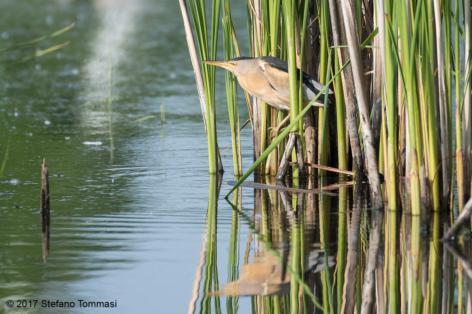 Tarabusino nel canneto