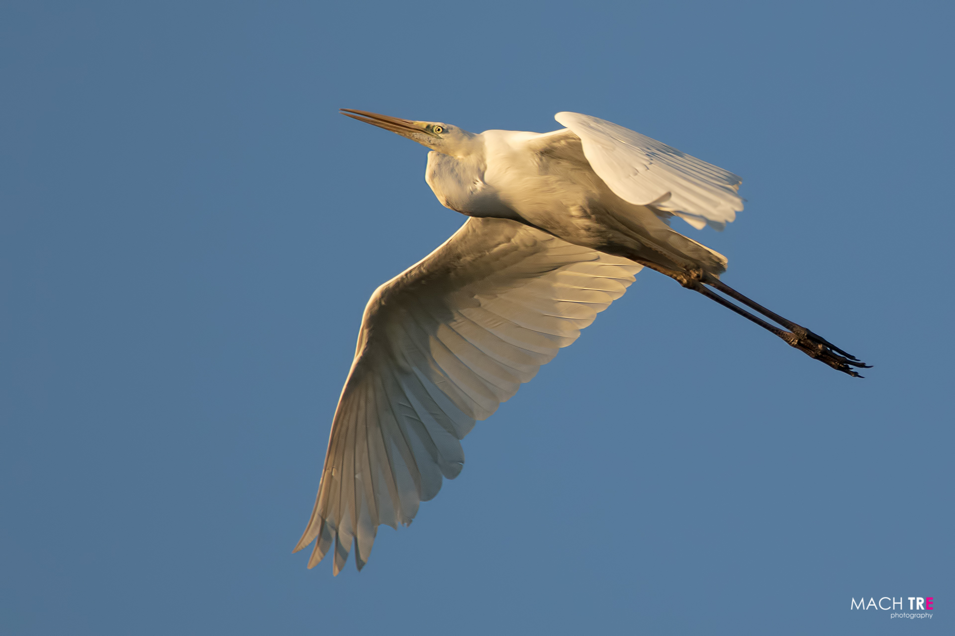 Airone bianco maggiore (Casmerodius albus)
