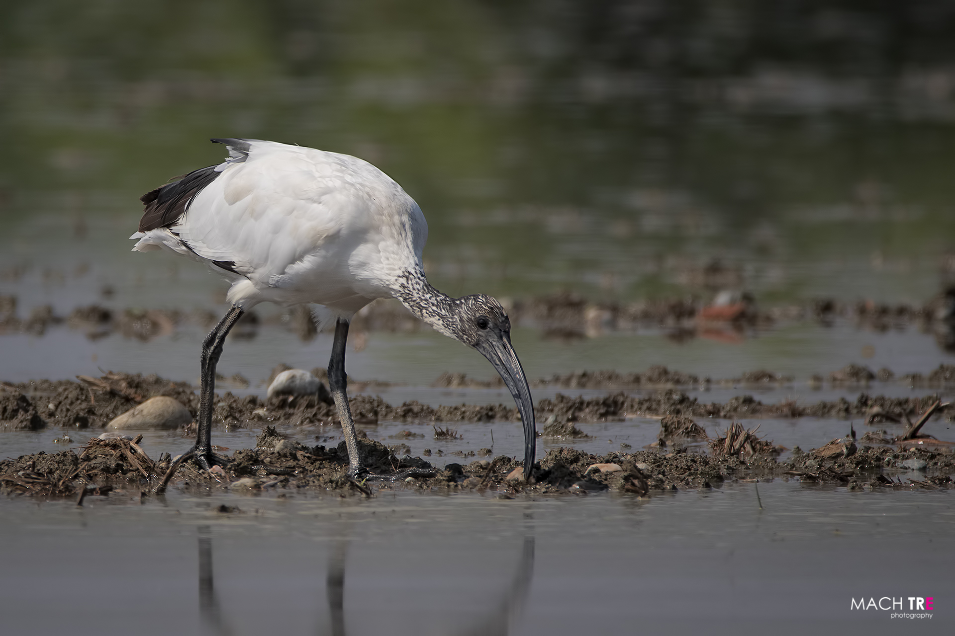 Ibis sacro (Threskiornis aethiopicus)