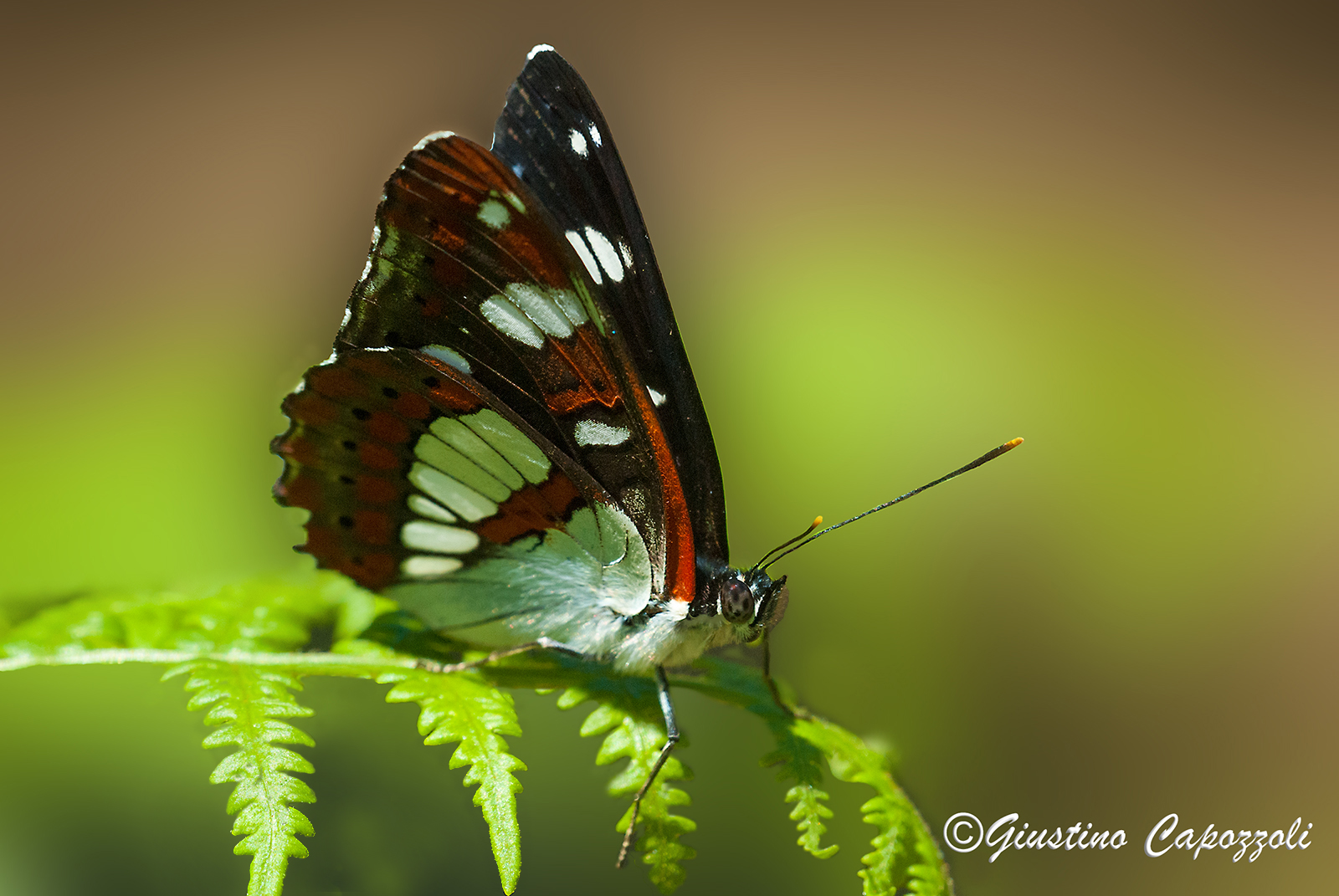 Limenitis Reducta