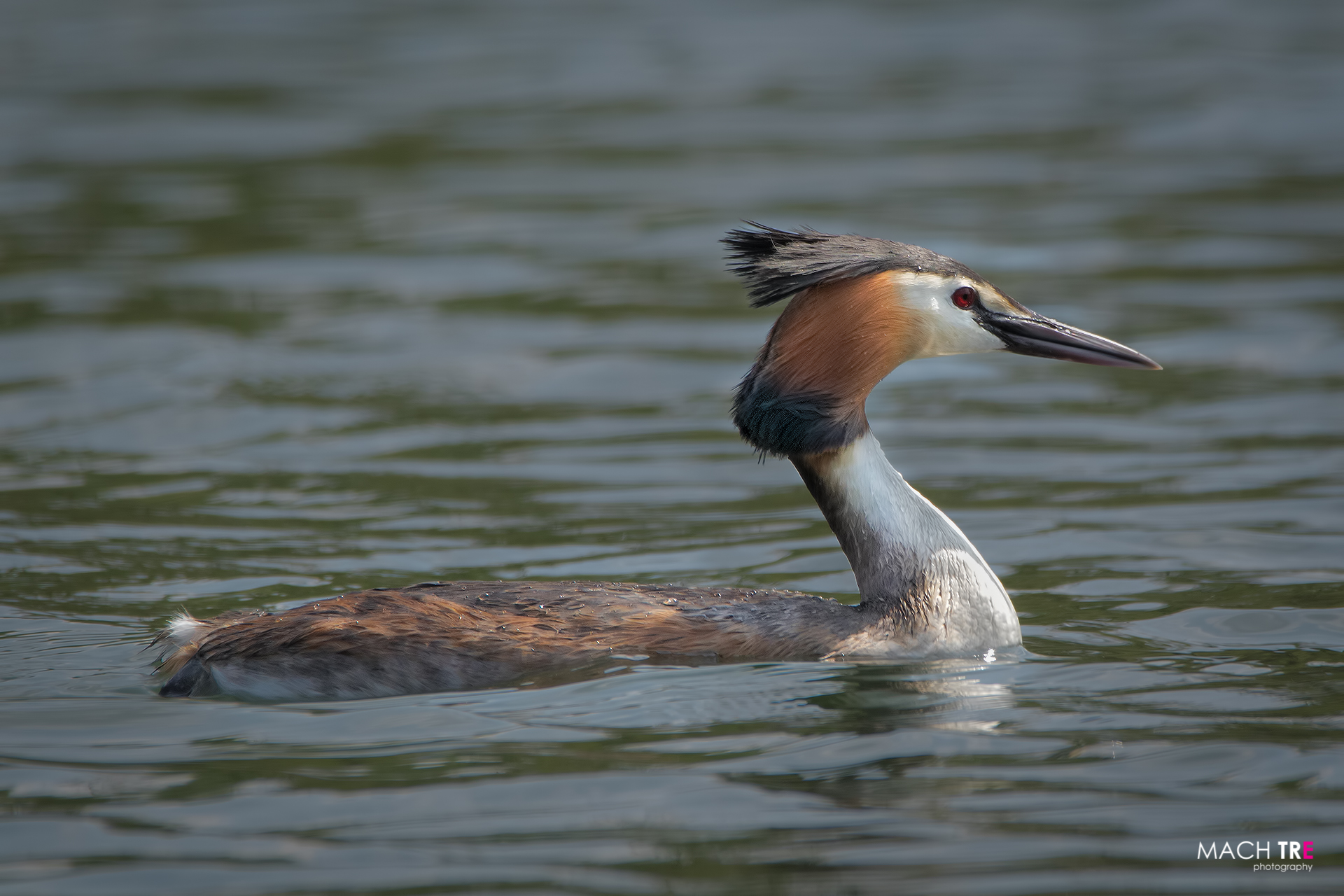 Svasso maggiore (Podiceps cristatus)