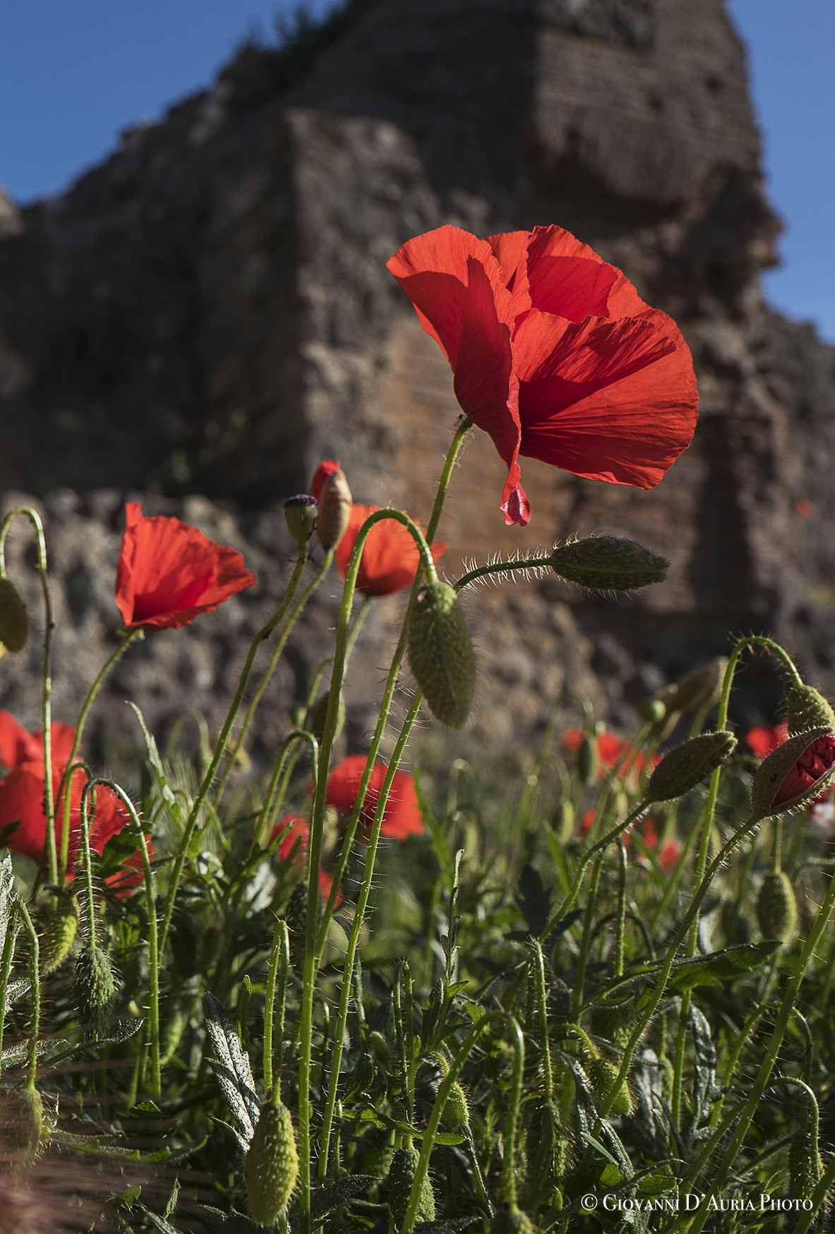 Red poppy