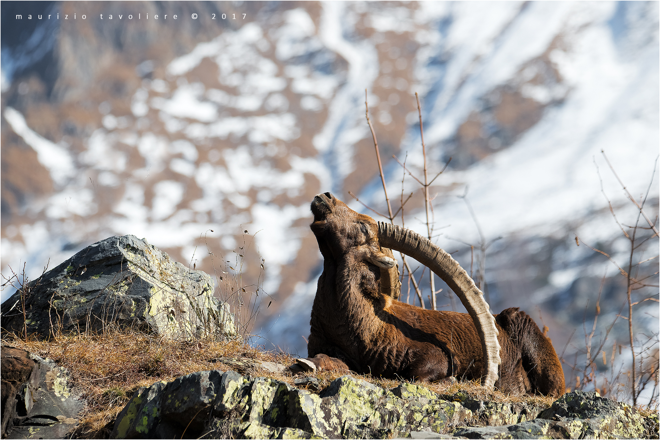 Il Re e il Sole .. (Stambecco)