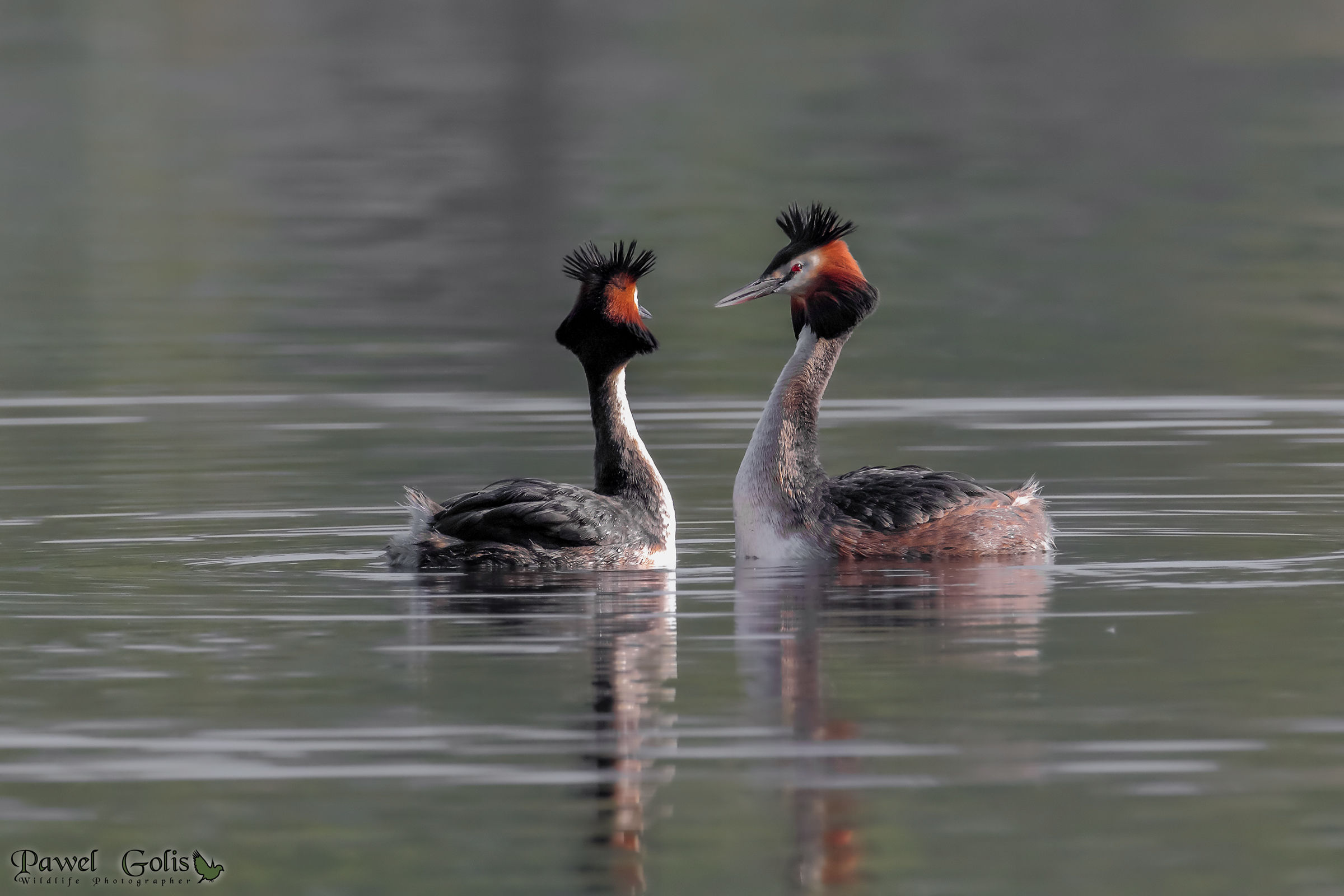 Grebe dance