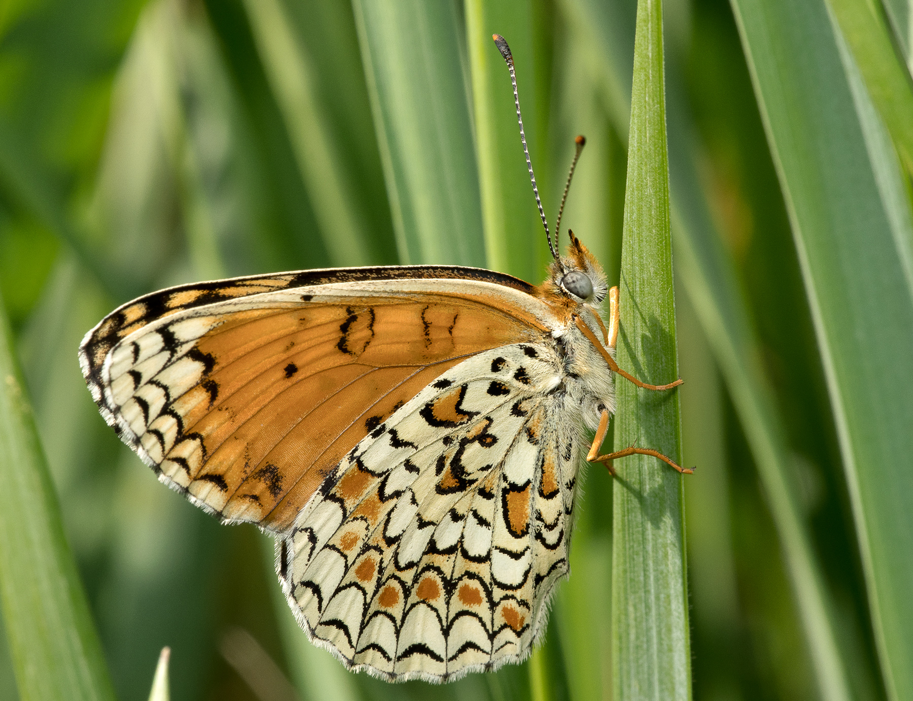 Melitaea (ornate?)