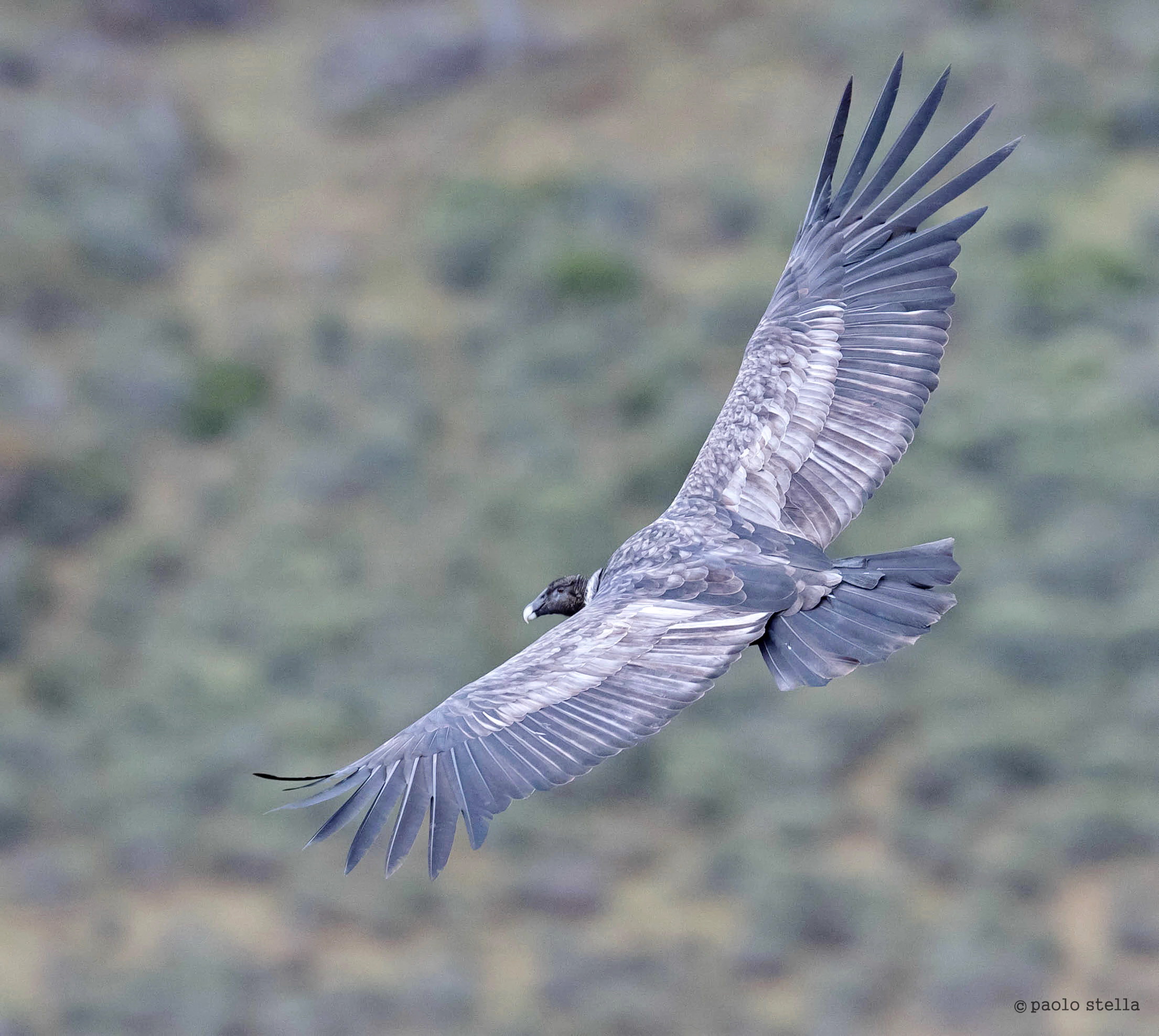 nel cielo della Patagonia
