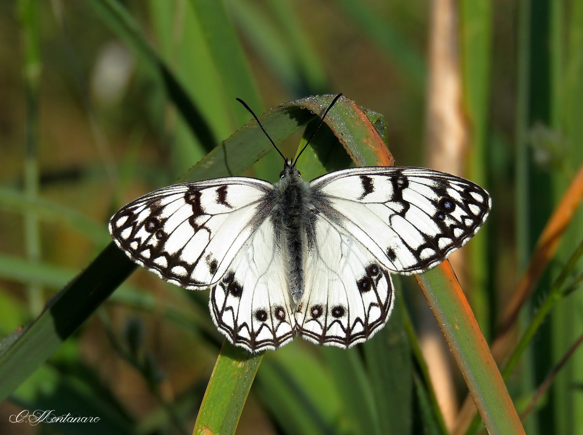 Melanargia arge